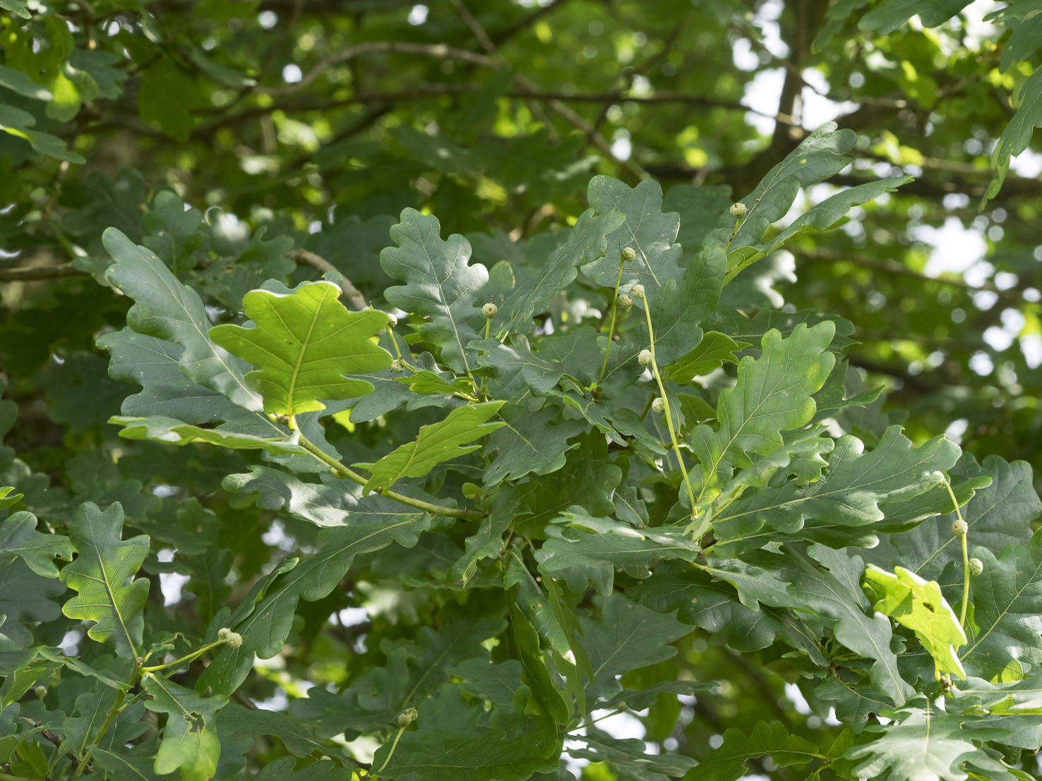 Quercus