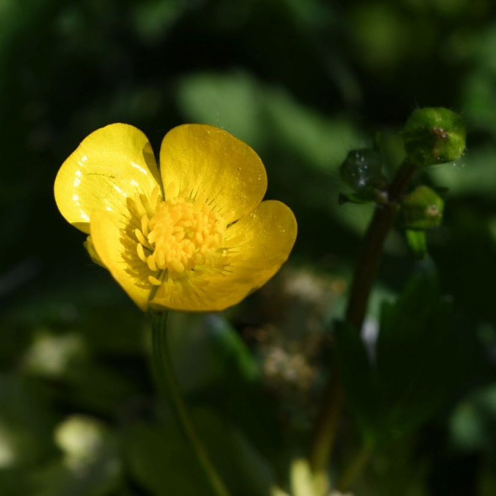 Ranunculus