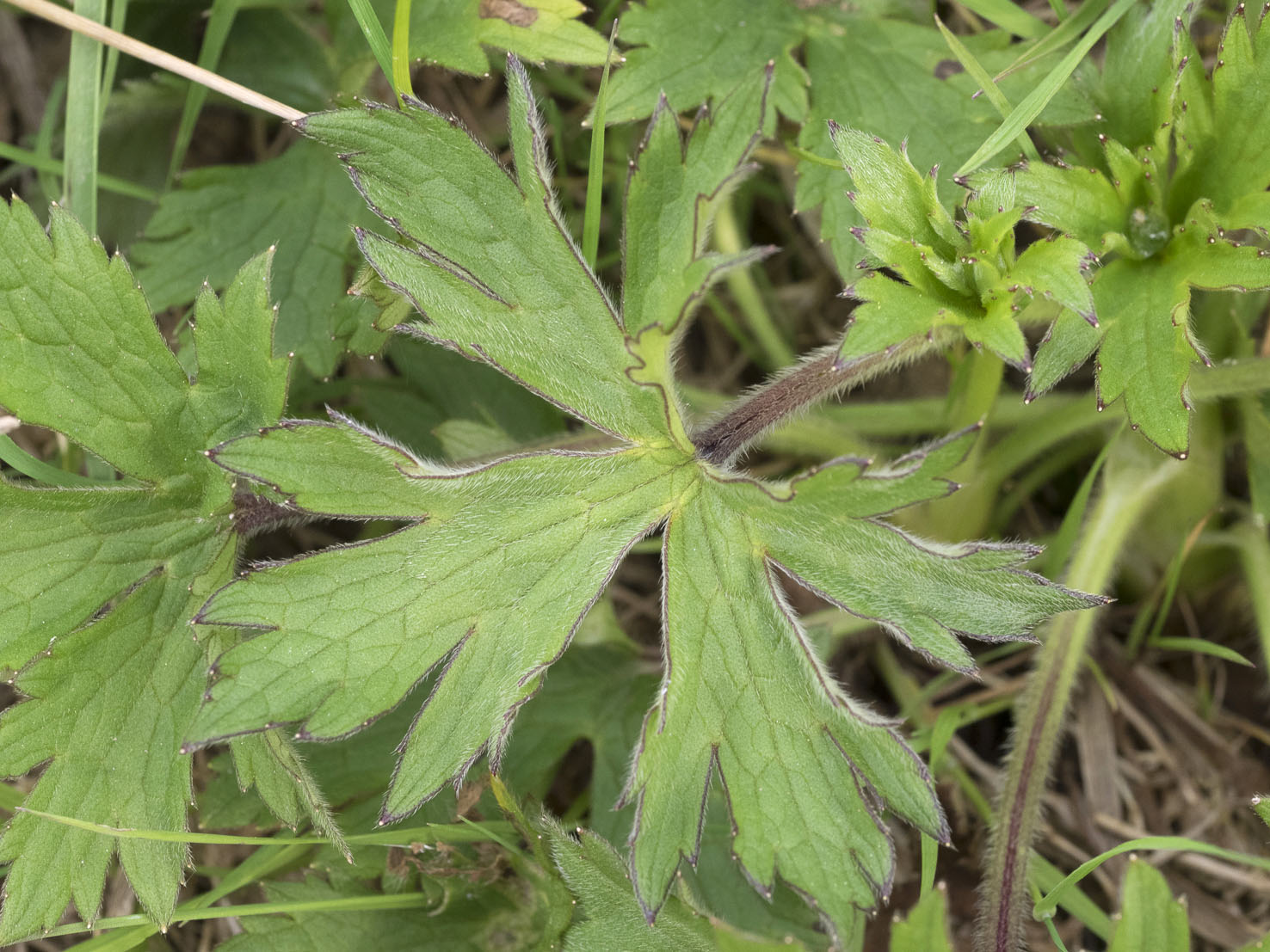 Ranunculus