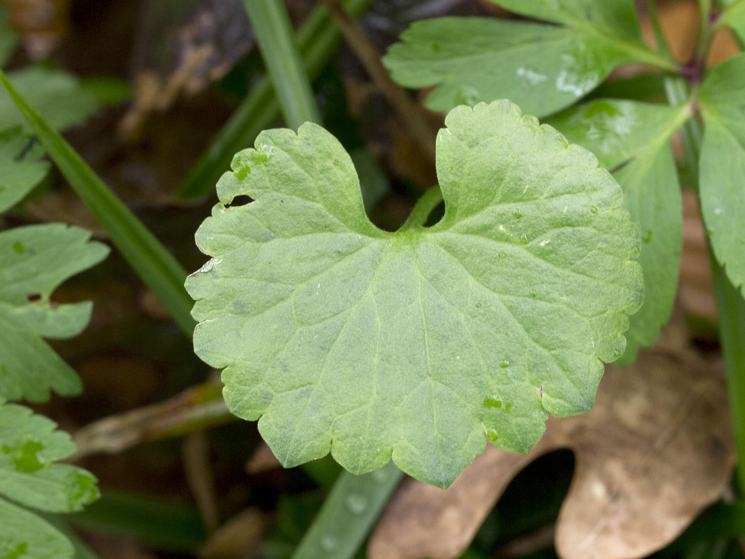 Ranunculus