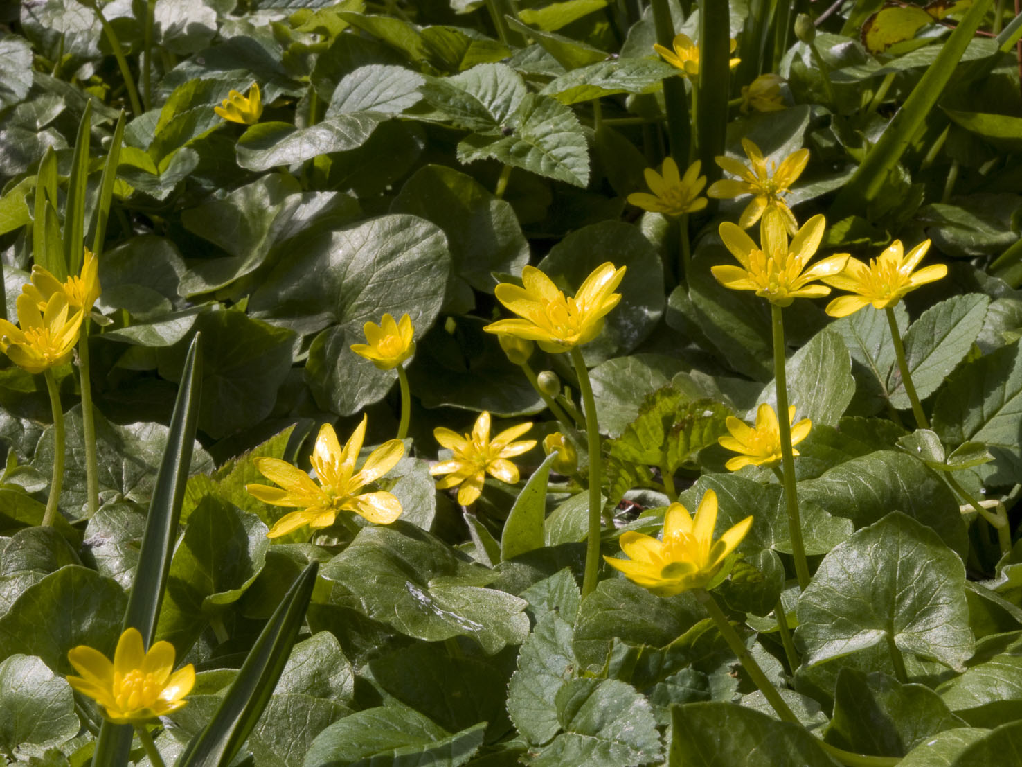 Ranunculus