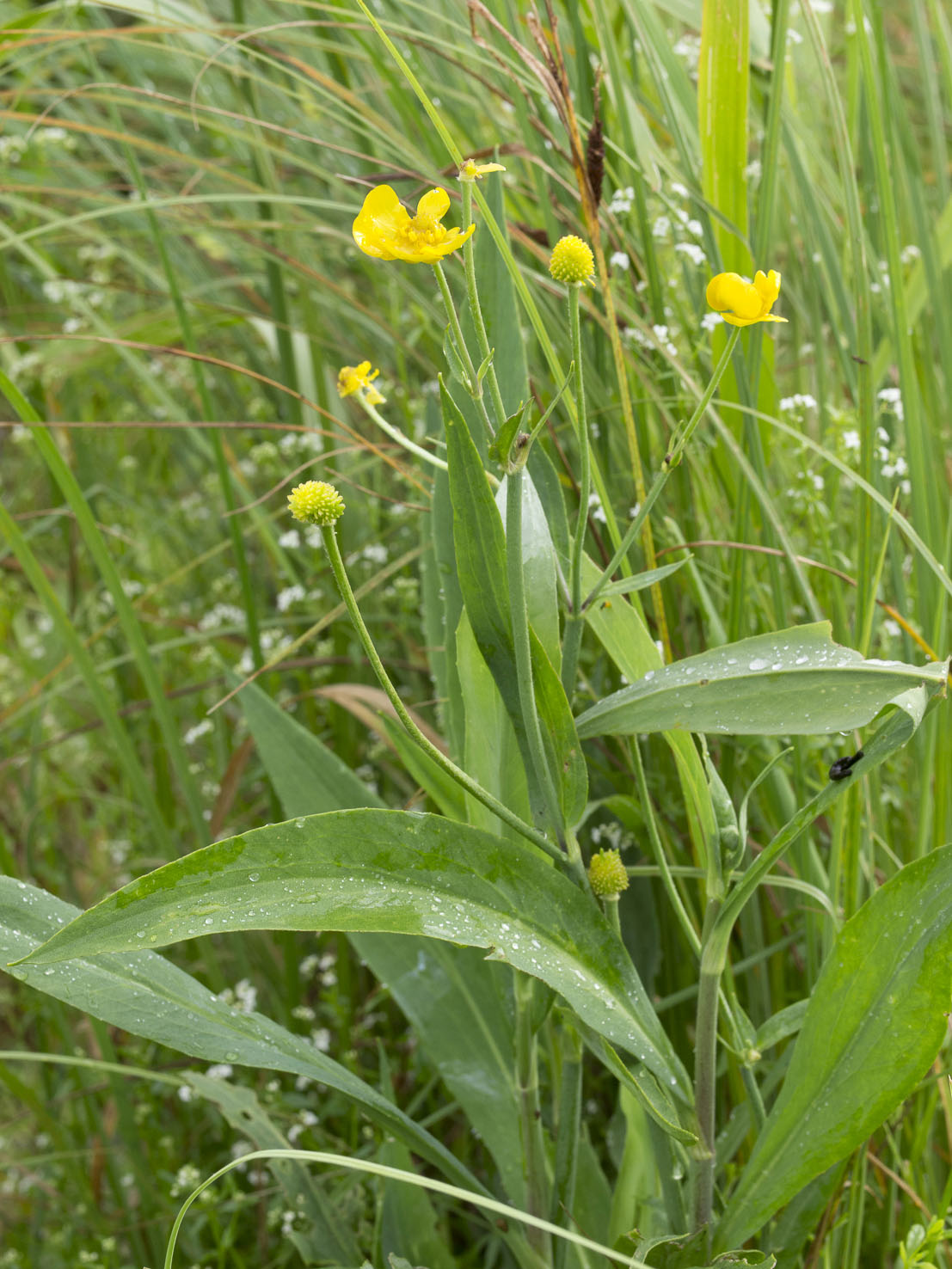Ranunculus