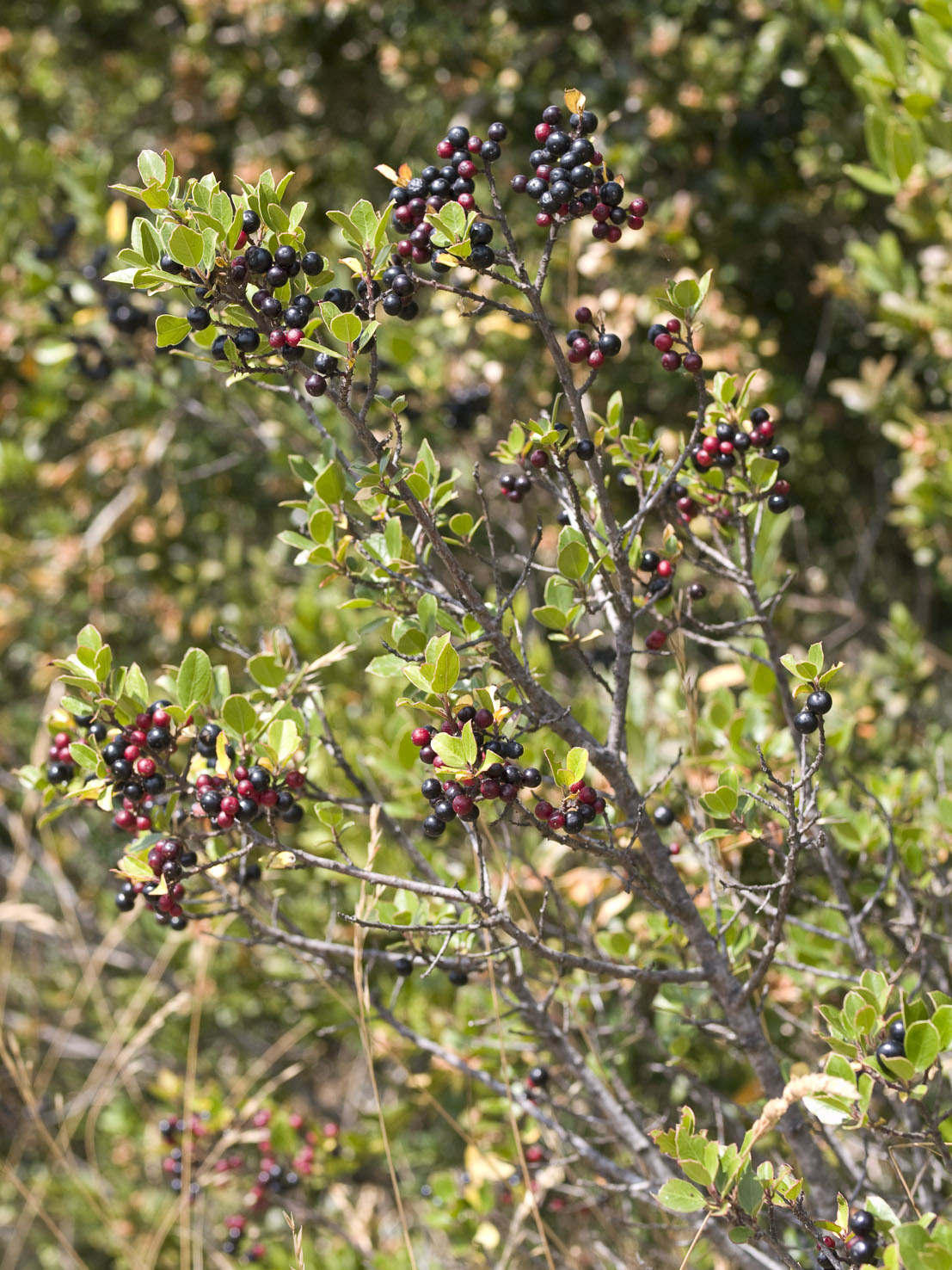 Rhamnus