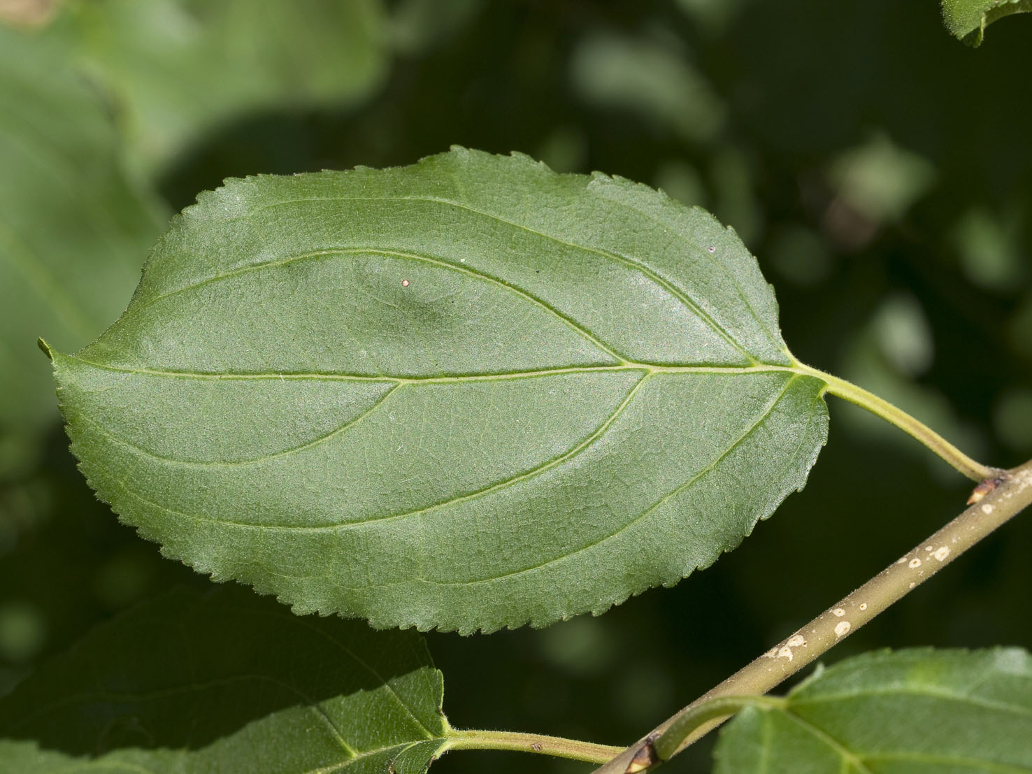 Rhamnus