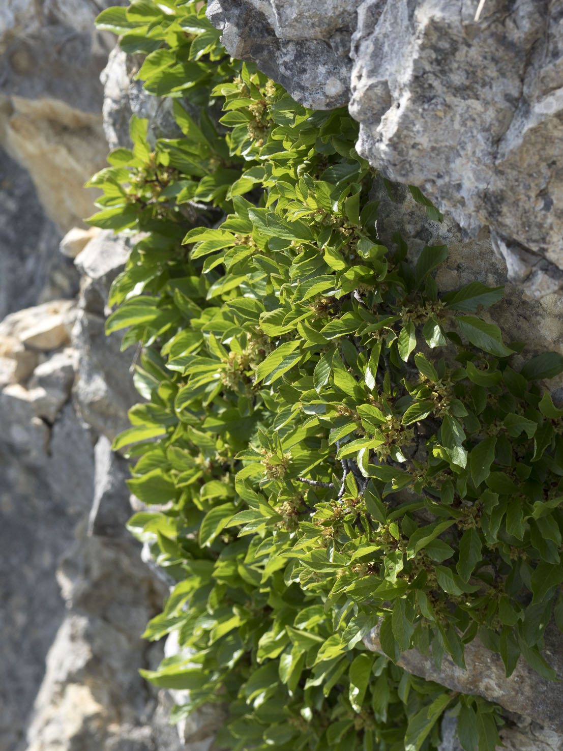 Rhamnus