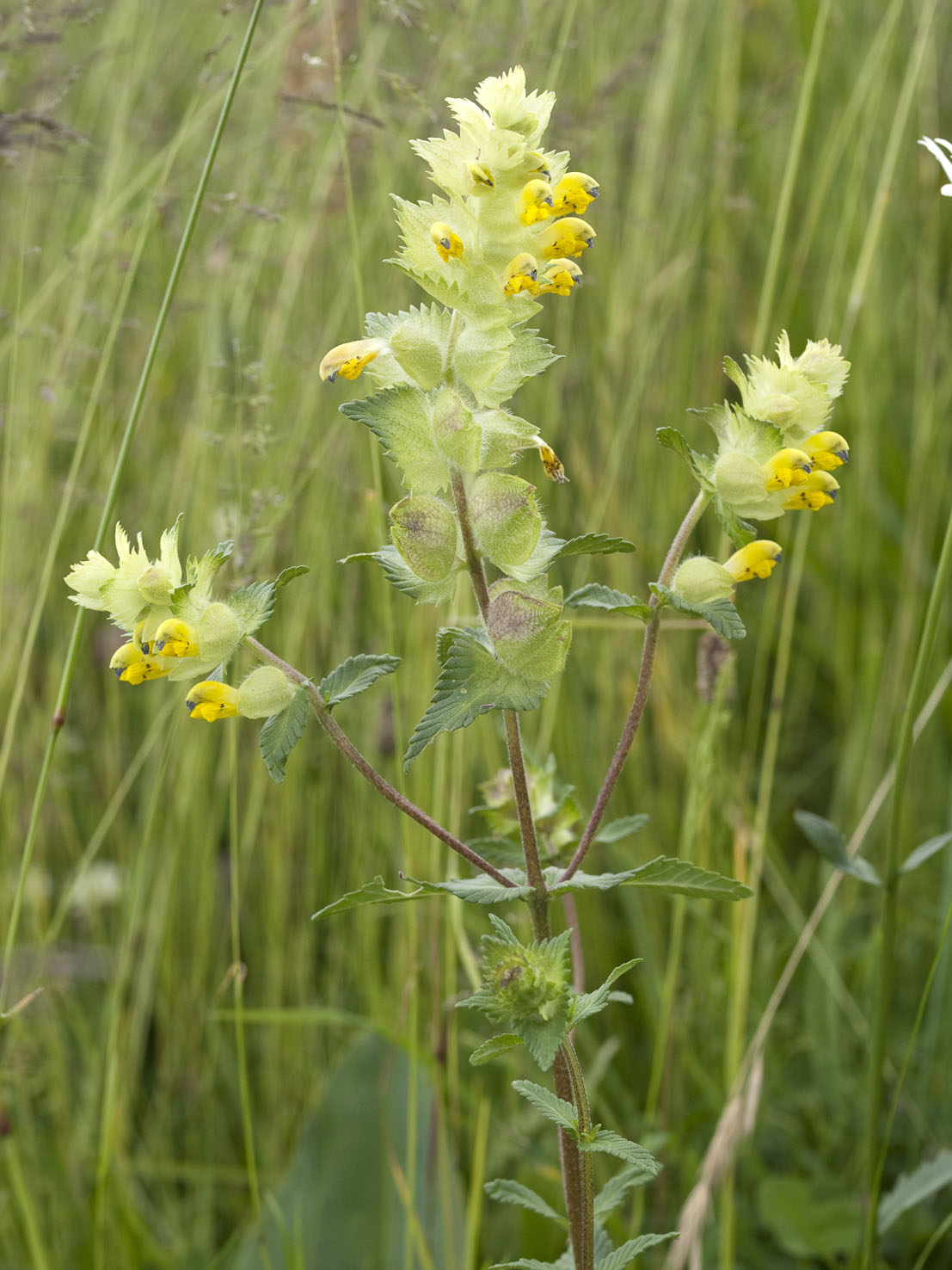 Rhinanthus