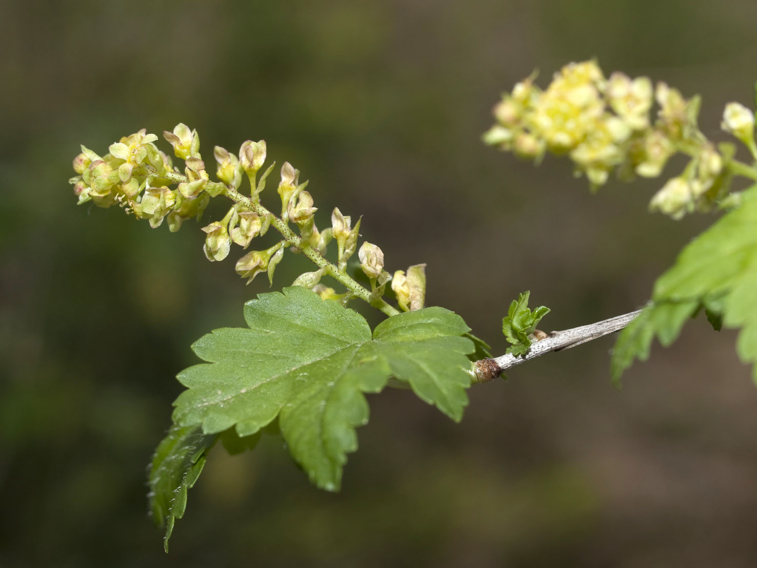 Ribes
