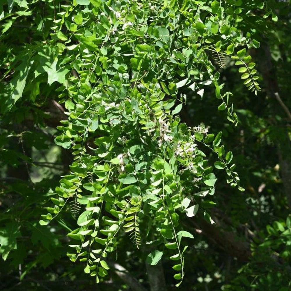 Robinia