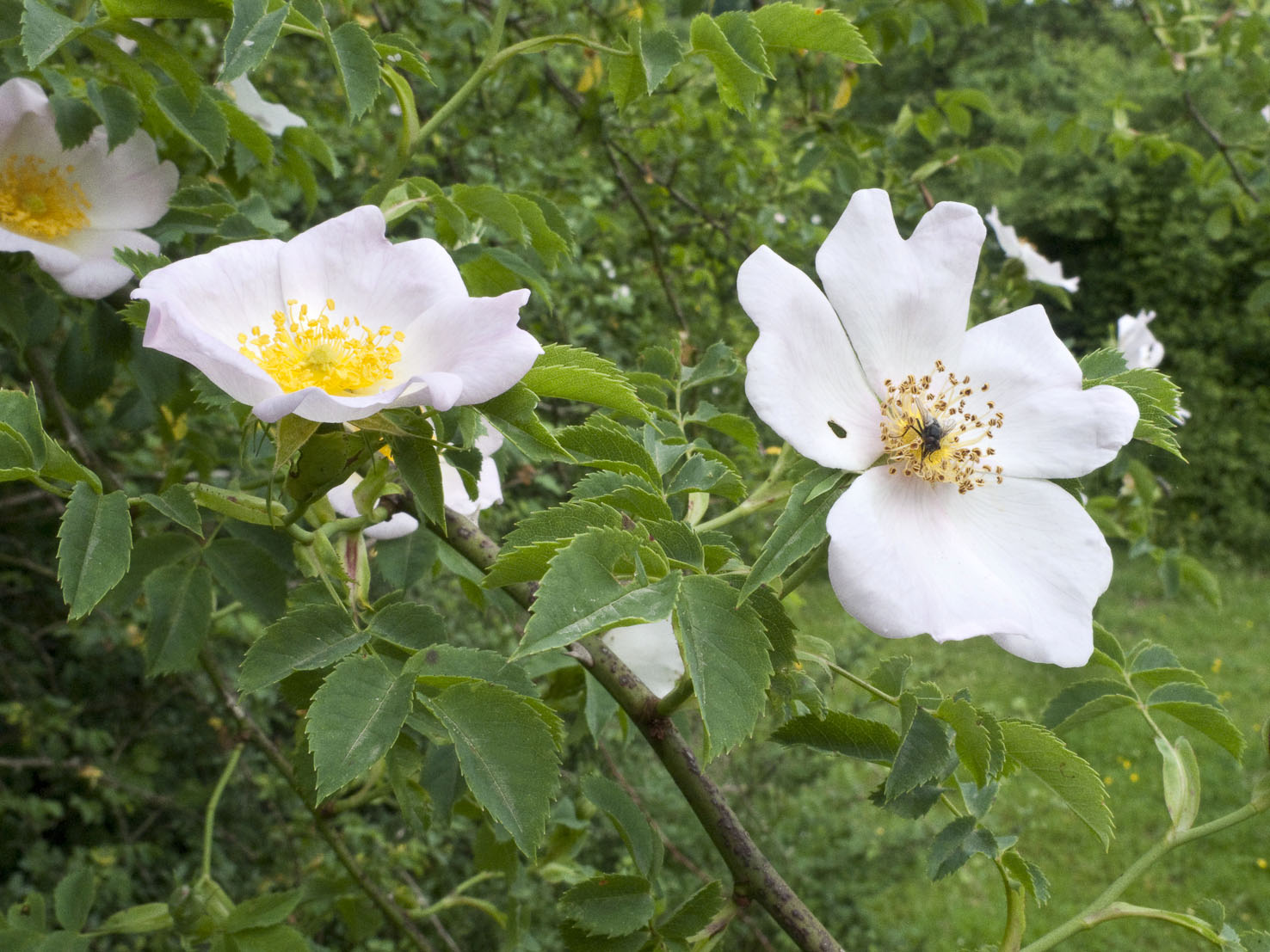 Rosa