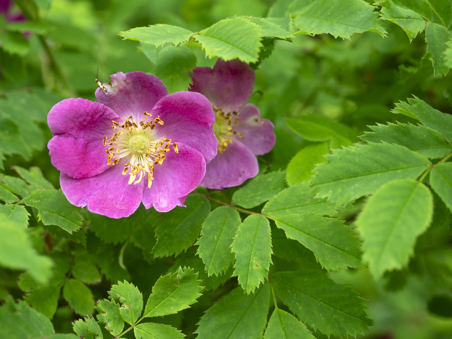Rosa