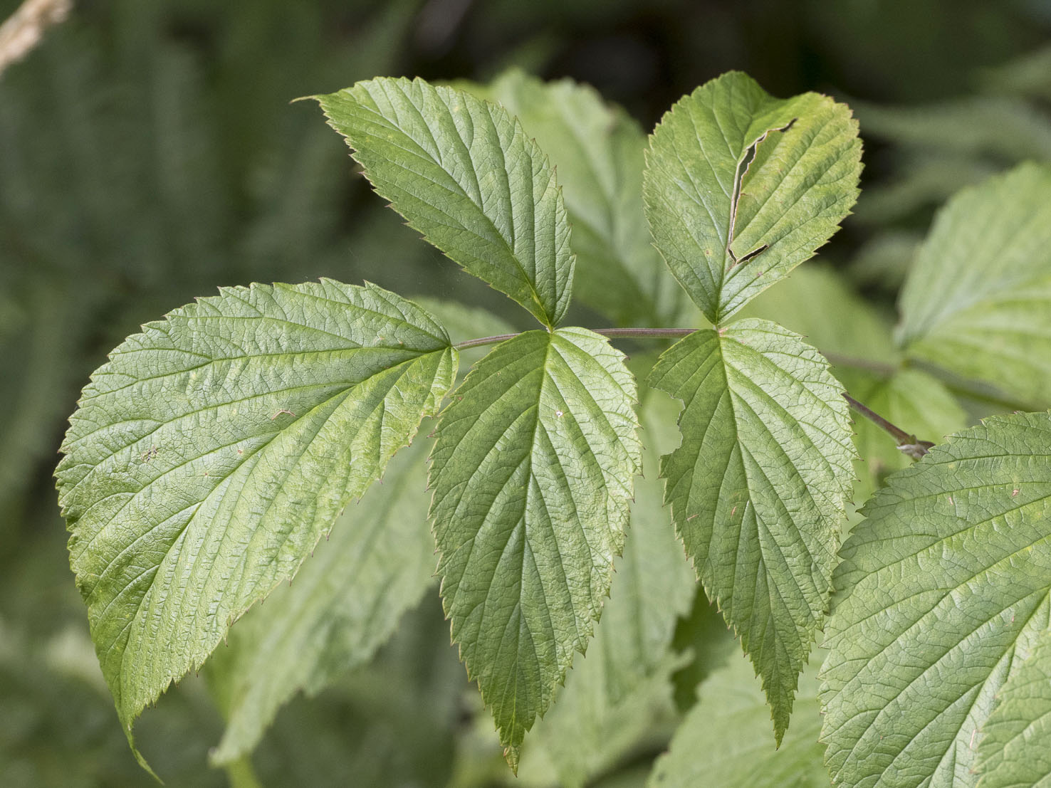 Rubus