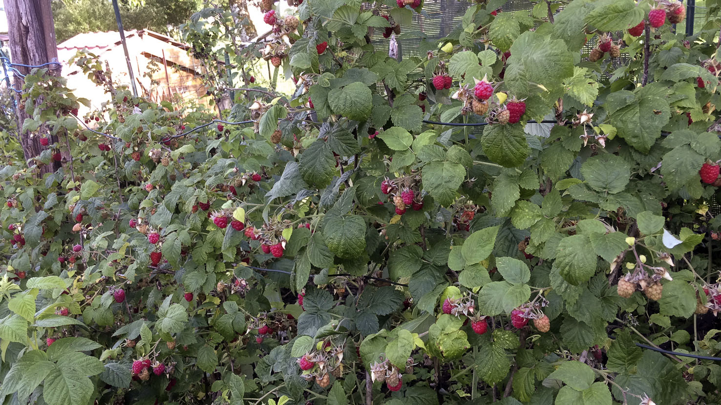 Rubus