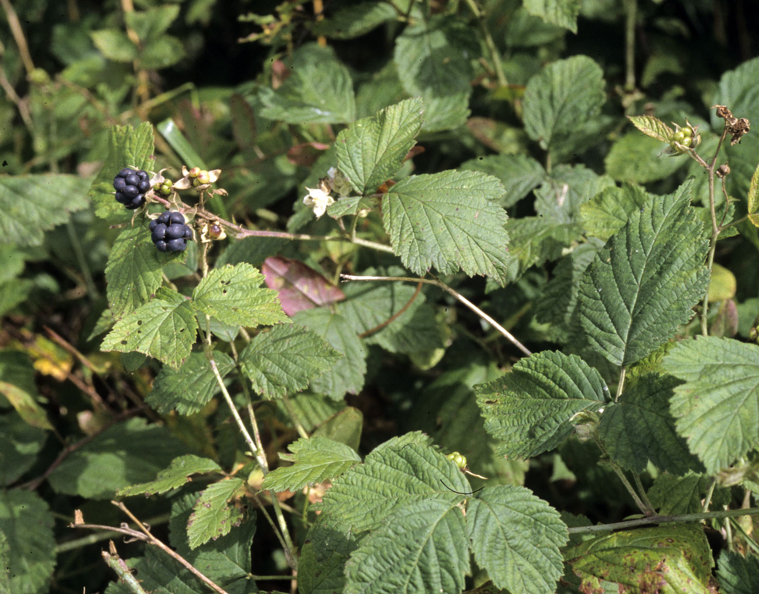 Rubus