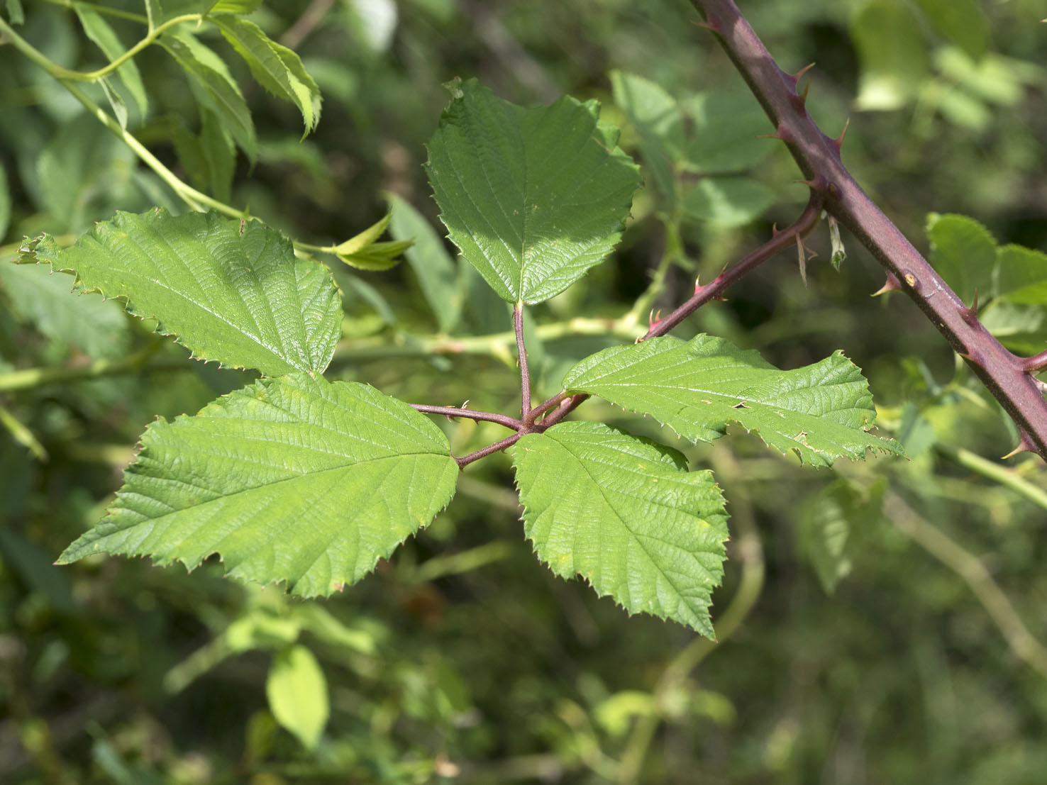 Rubus