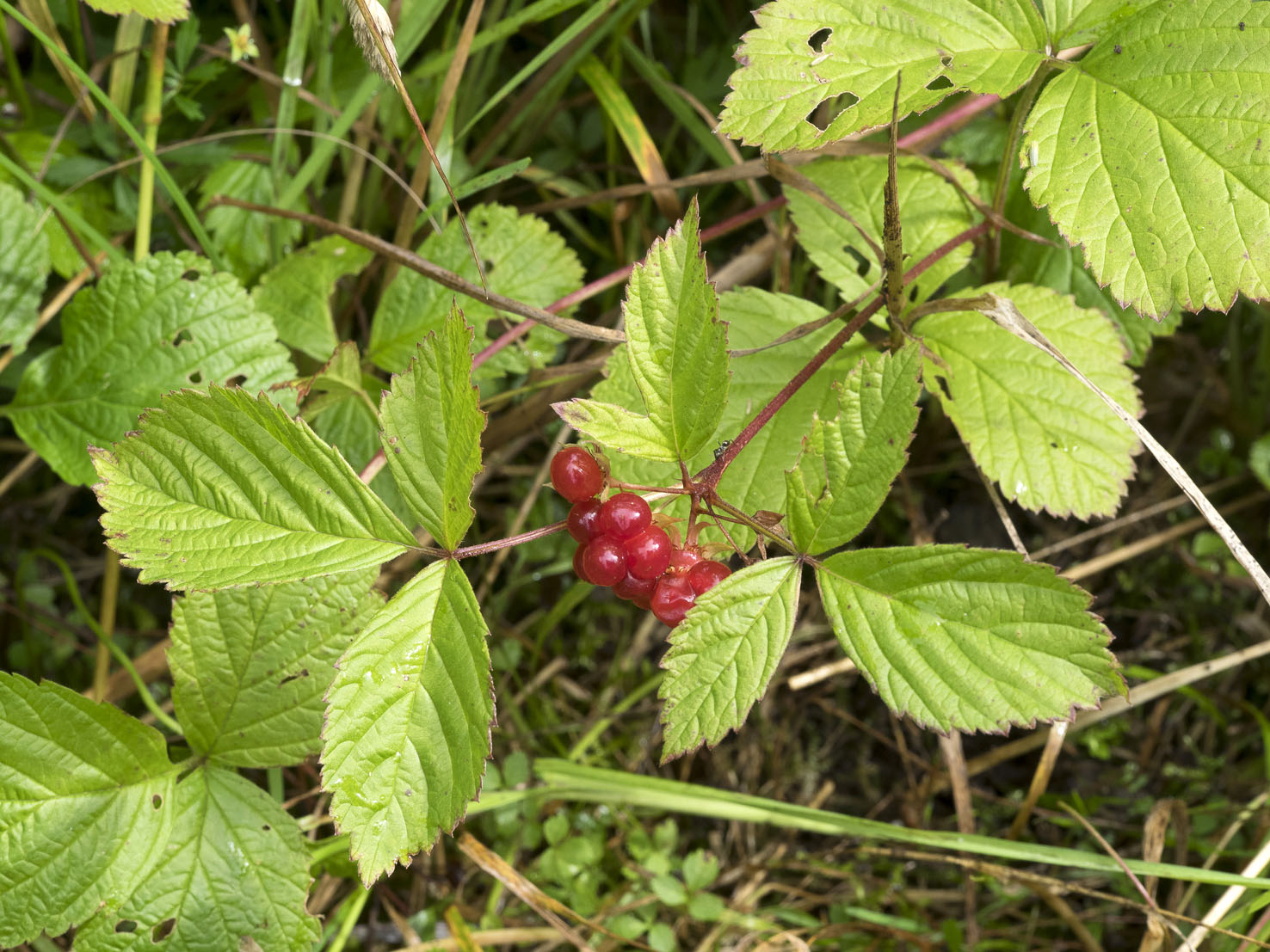 Rubus