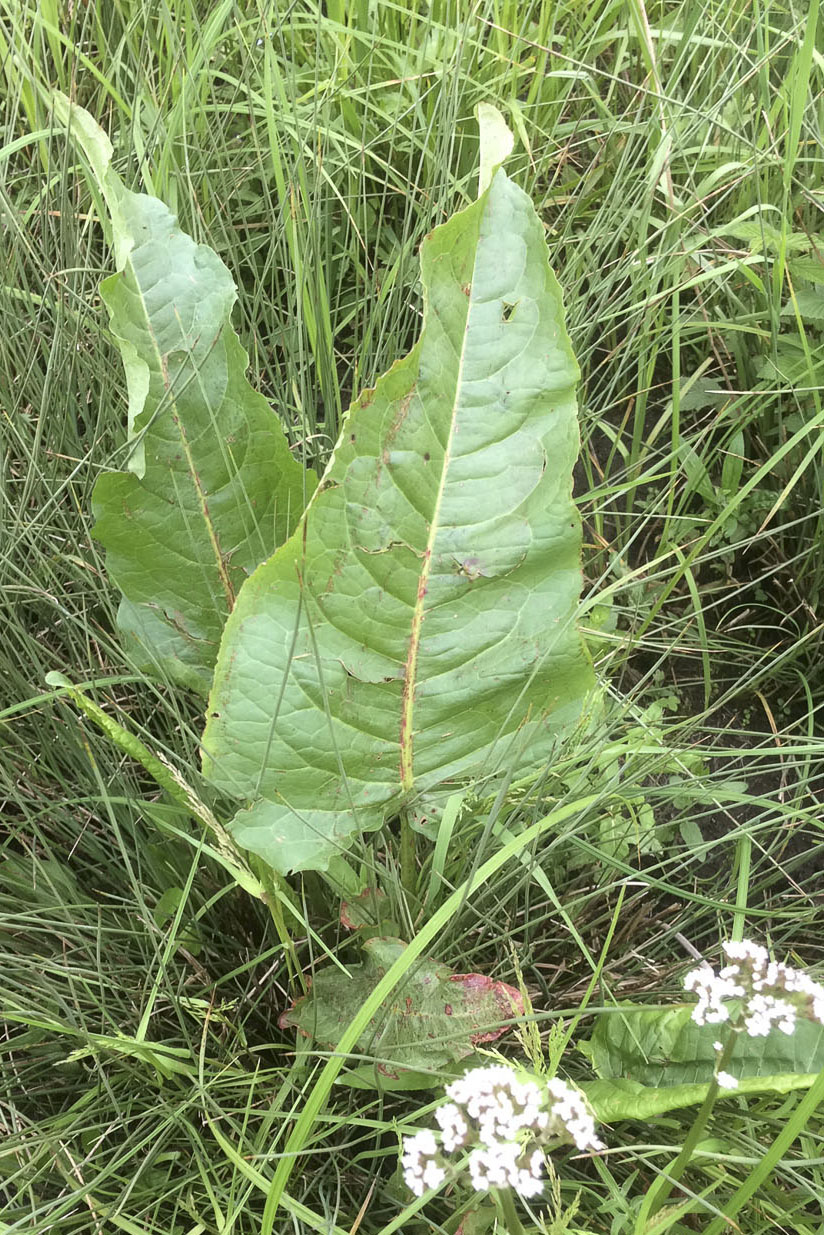 Rumex