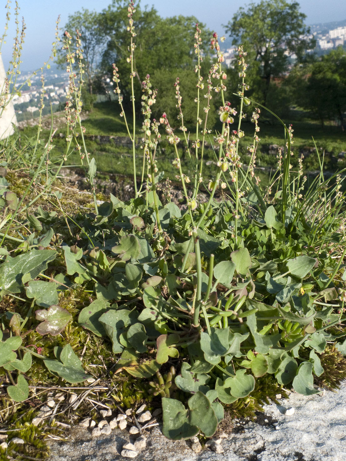 Rumex