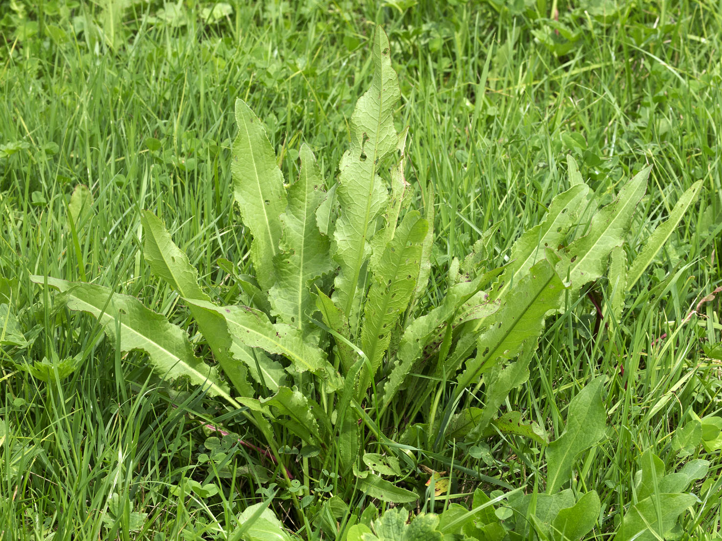 Rumex