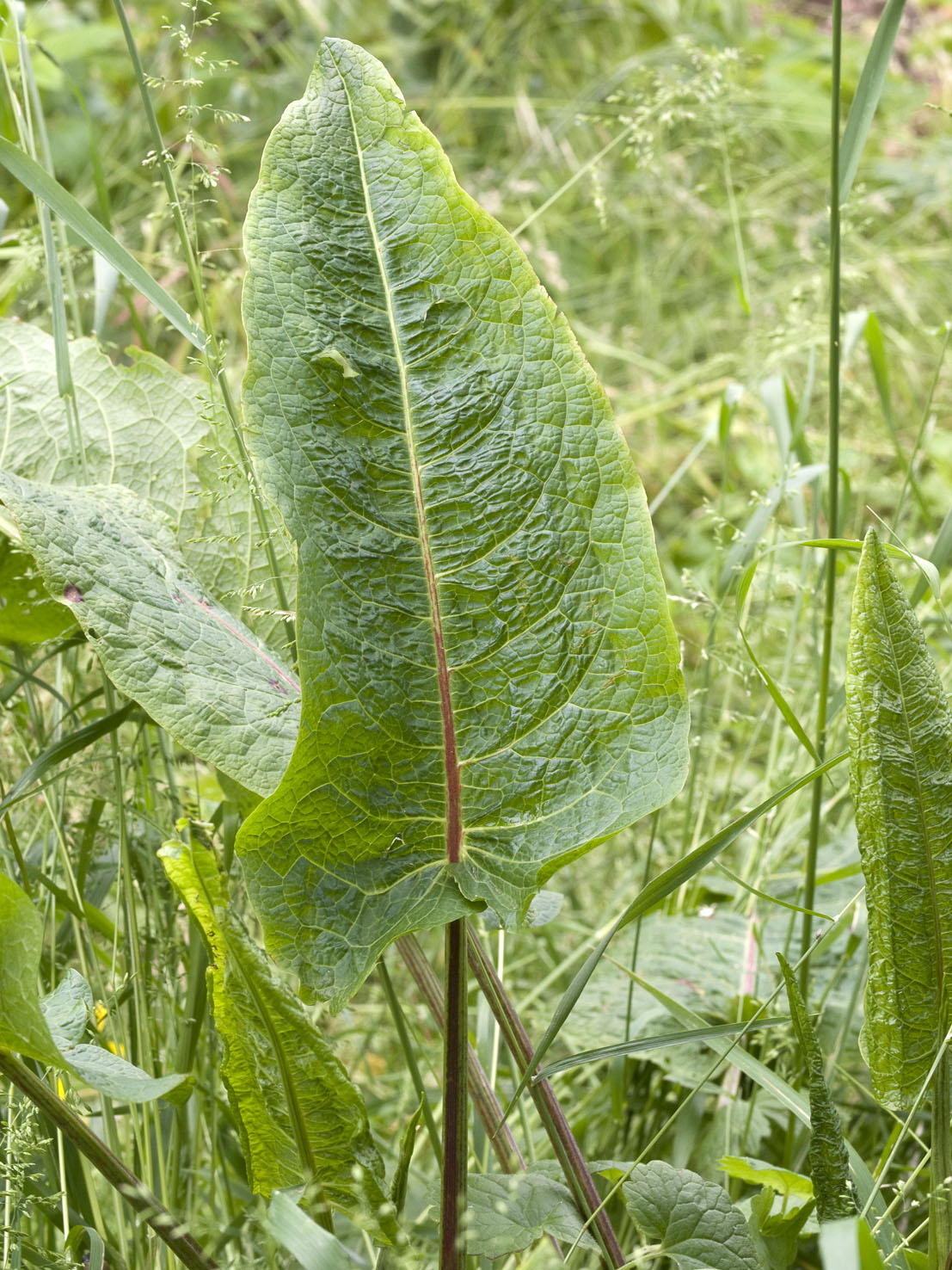 Rumex