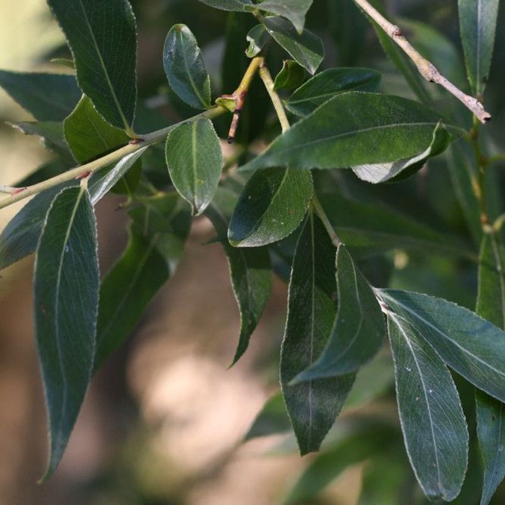 Salix