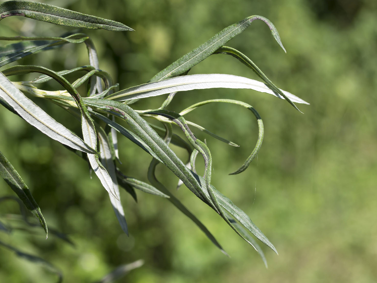 Salix