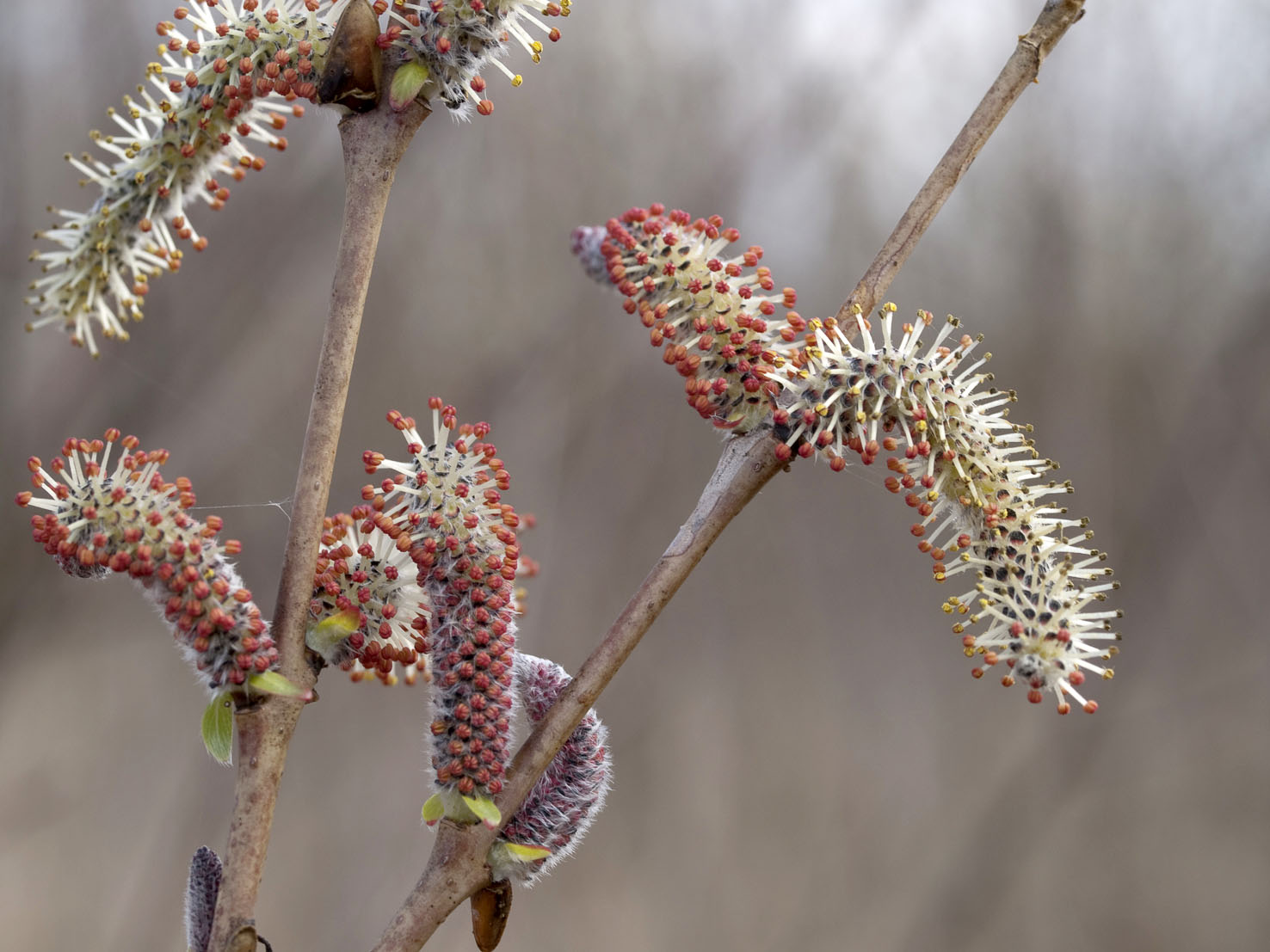 Salix