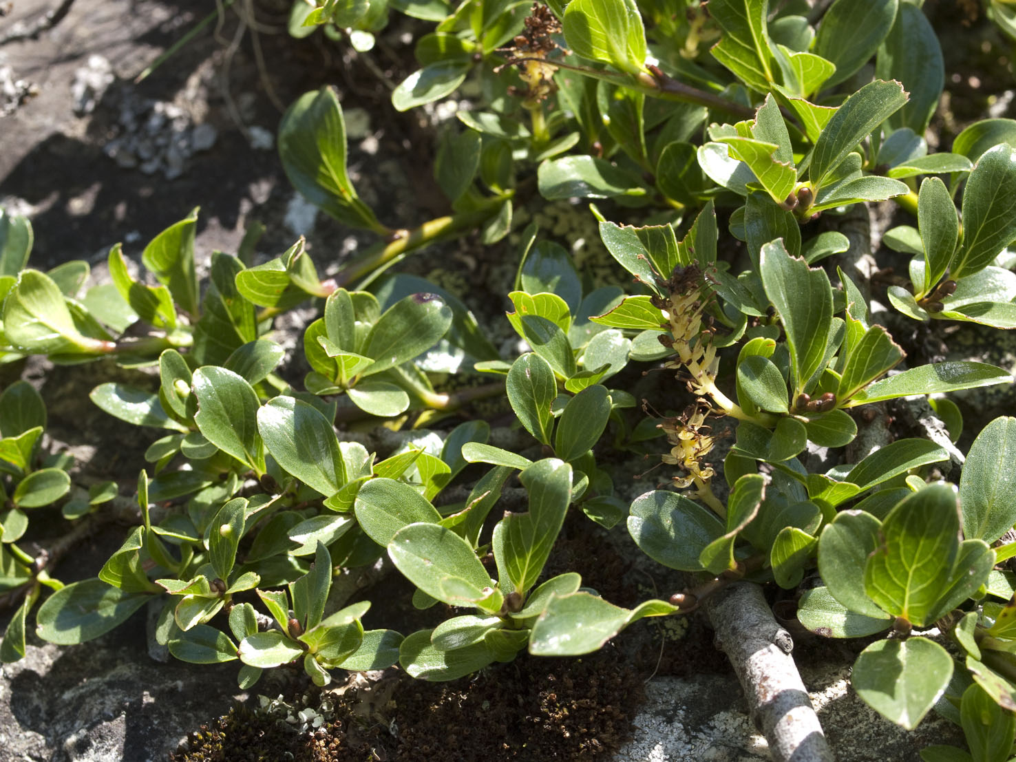 Salix