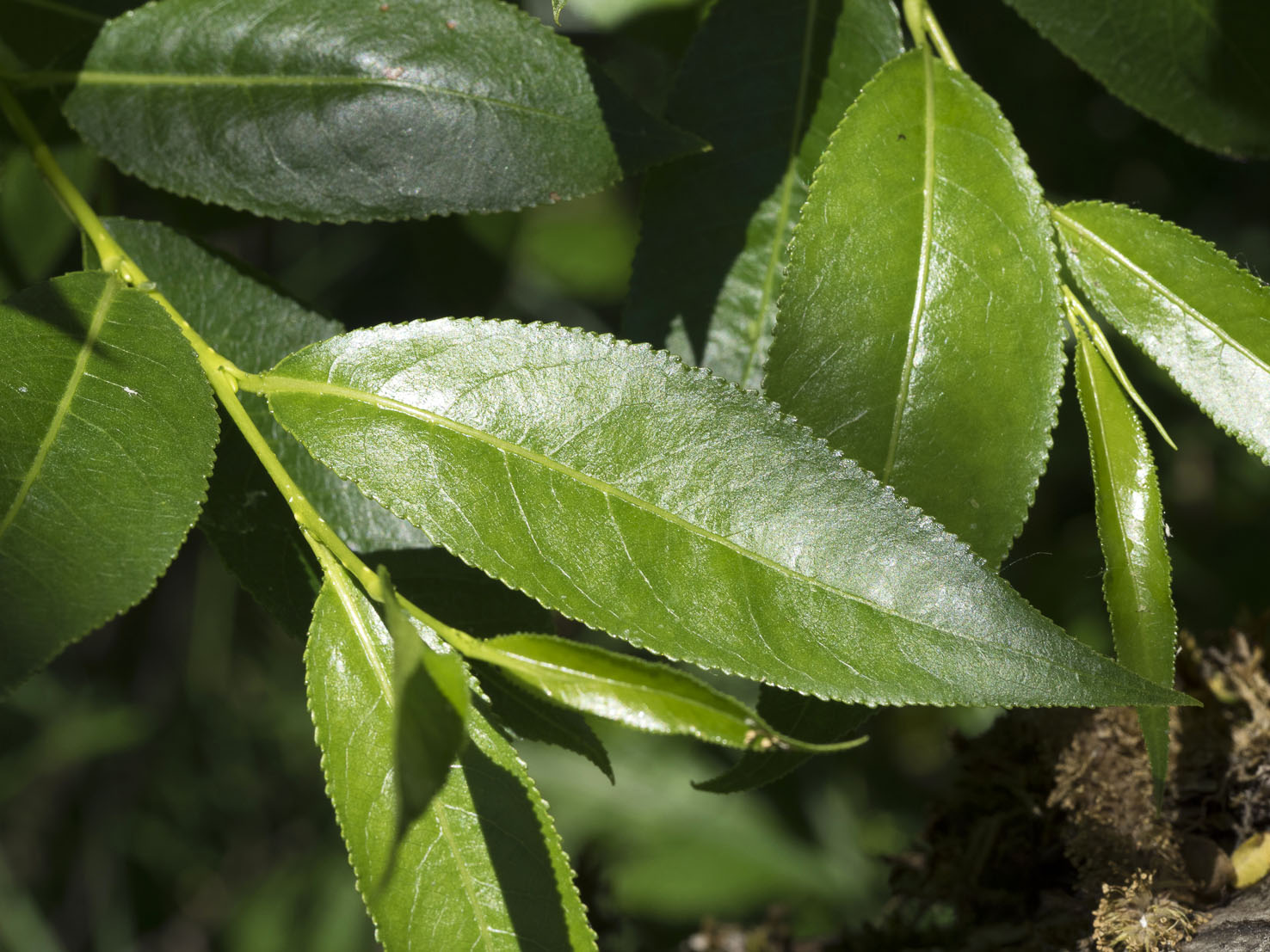Salix