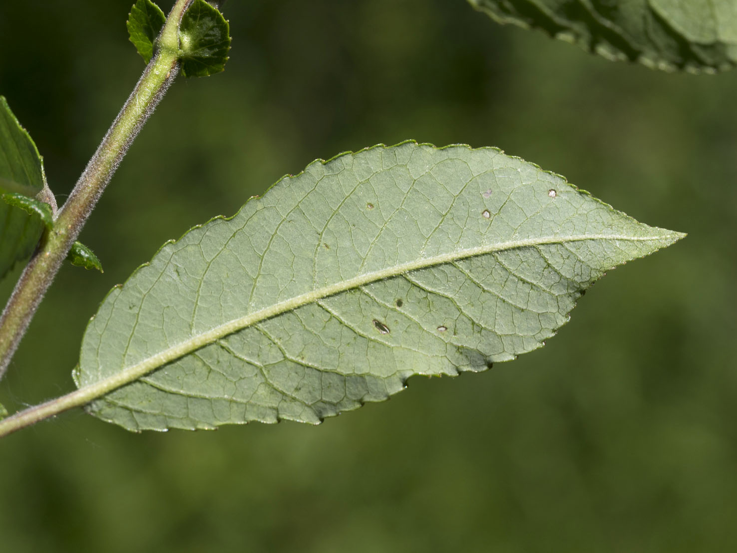 Salix