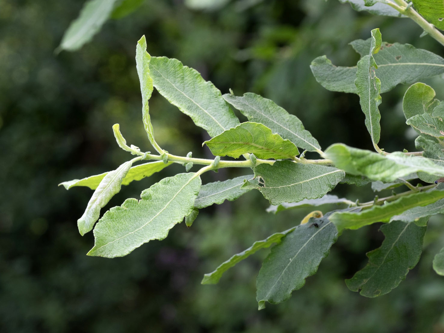 Salix