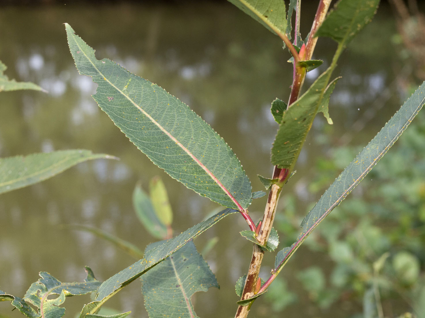 Salix