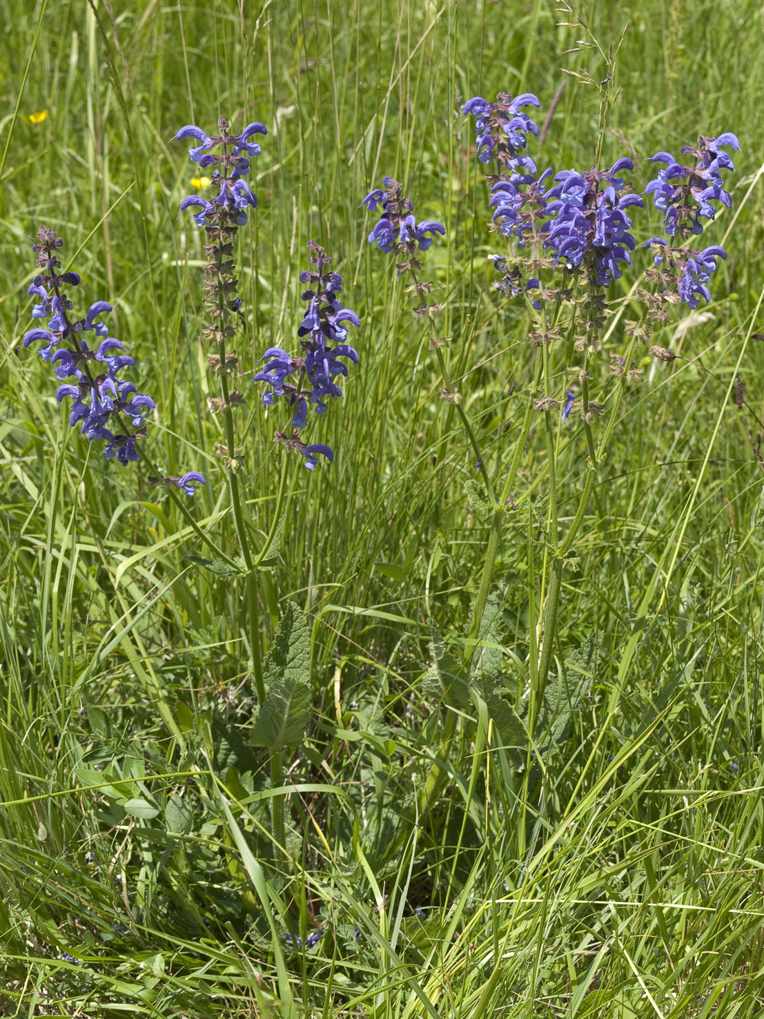 Salvia