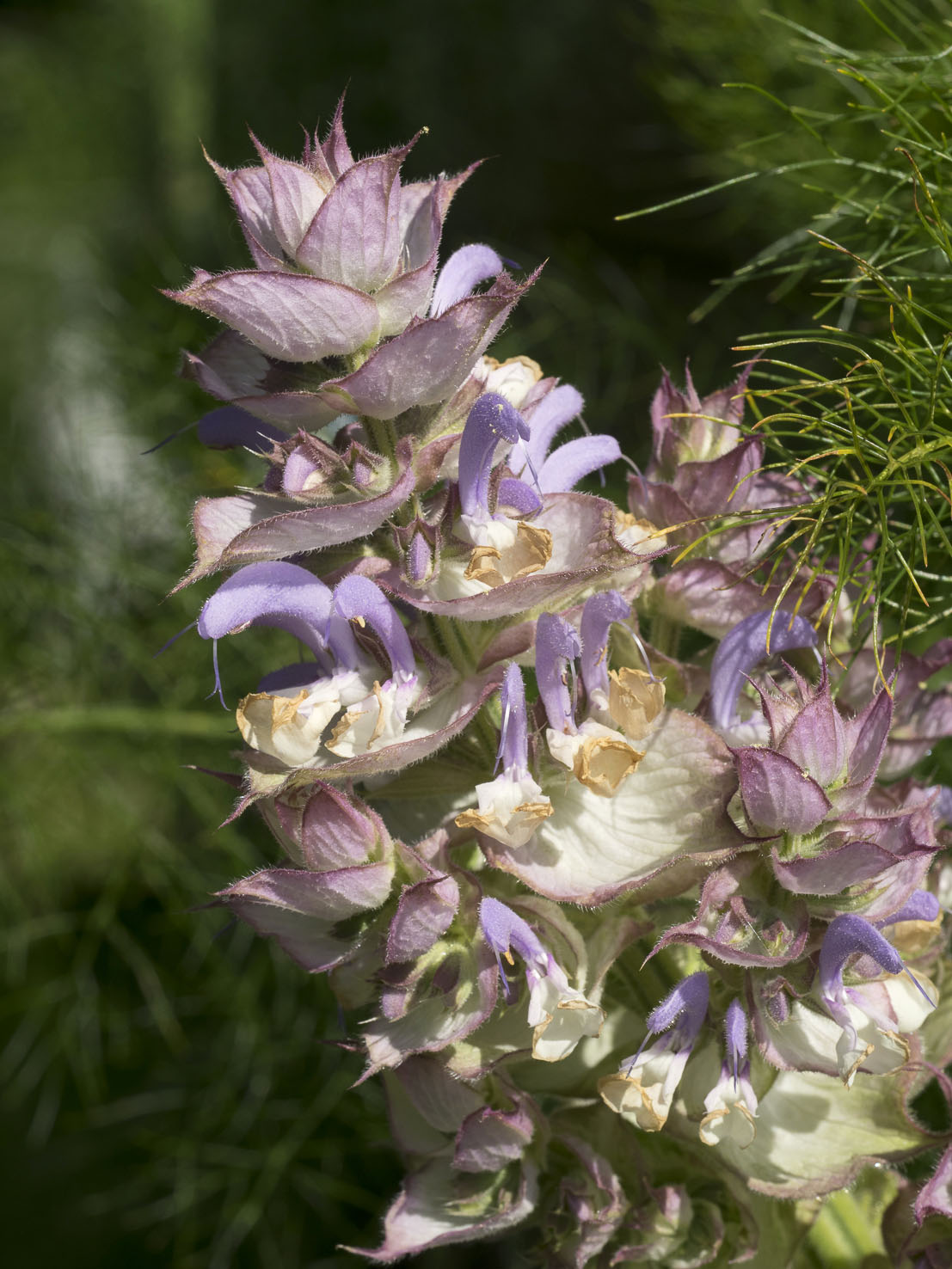 Salvia
