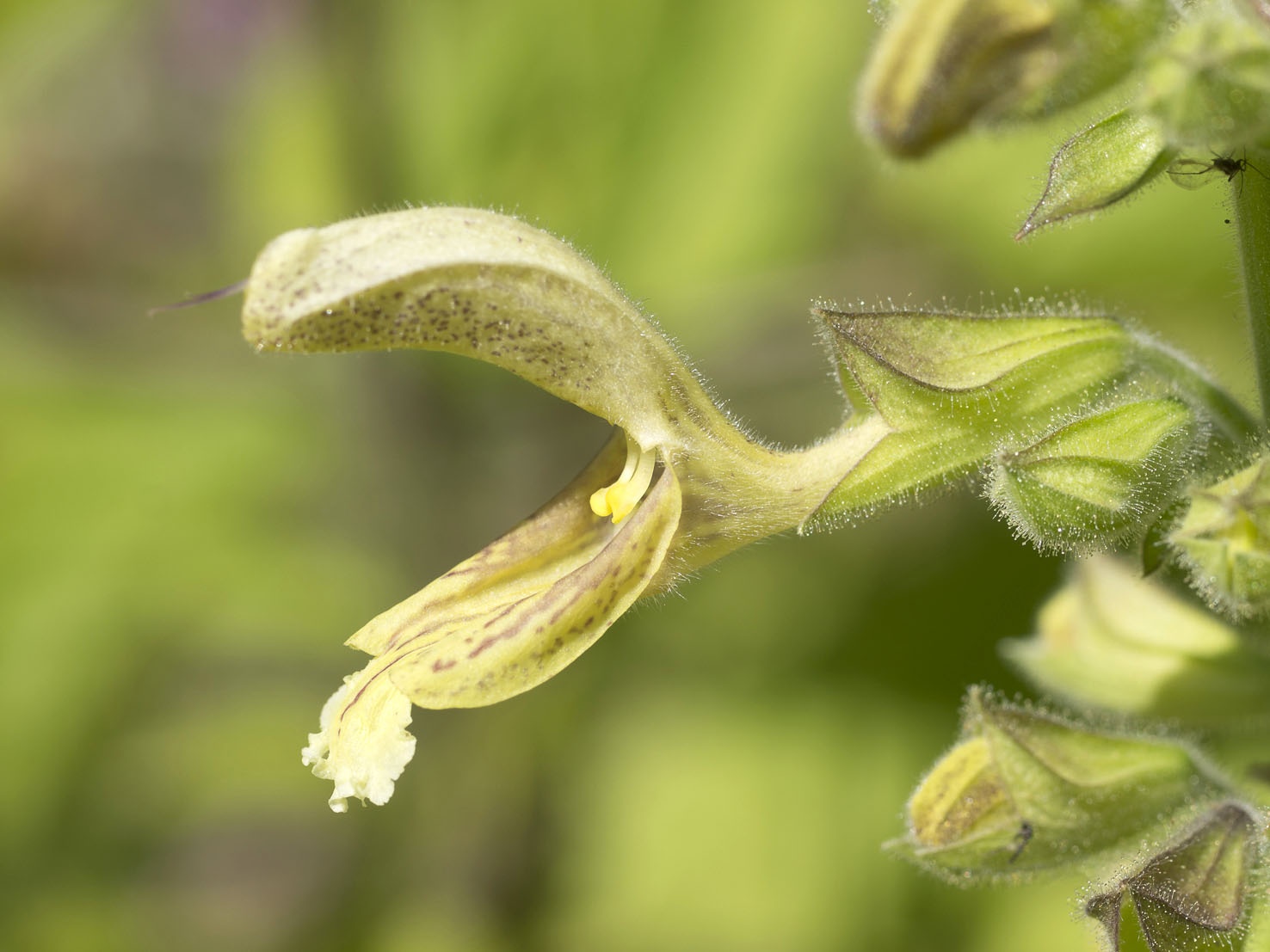 Salvia