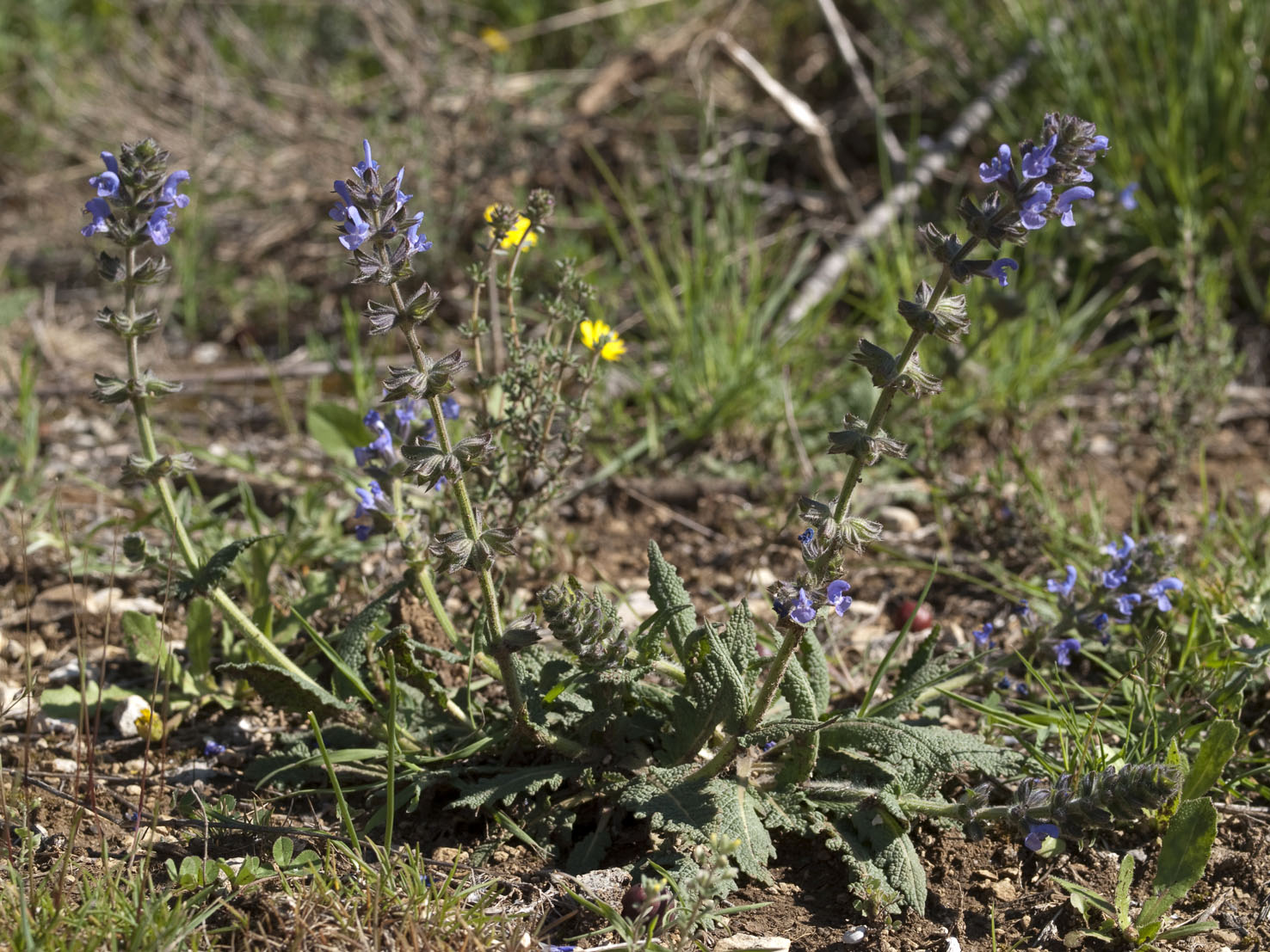Salvia
