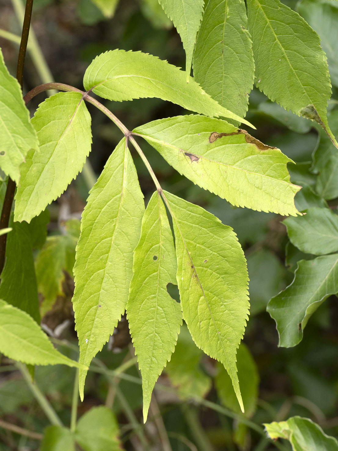 Sambucus