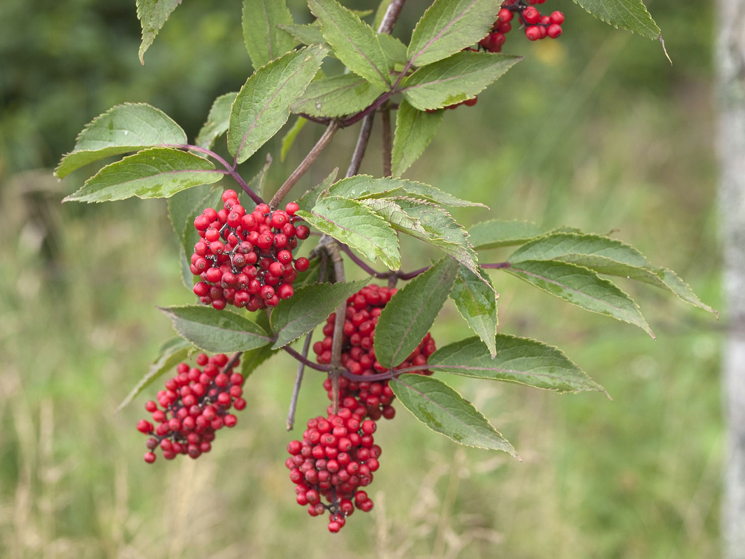 Sambucus