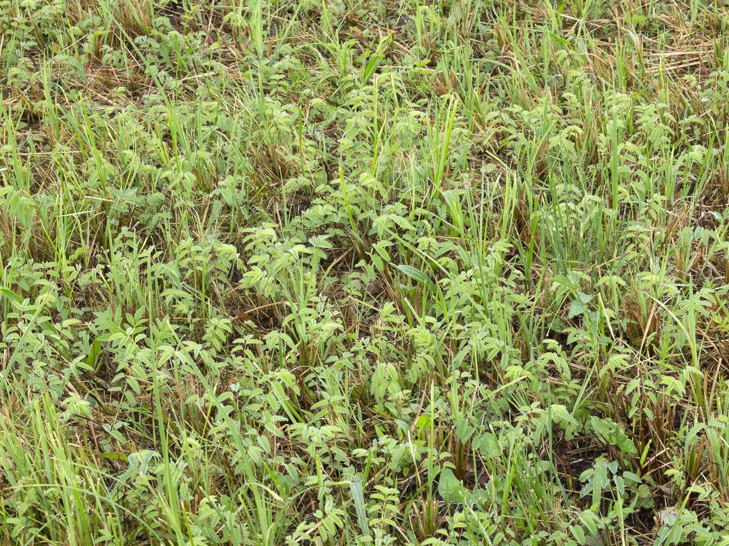 Sanguisorba