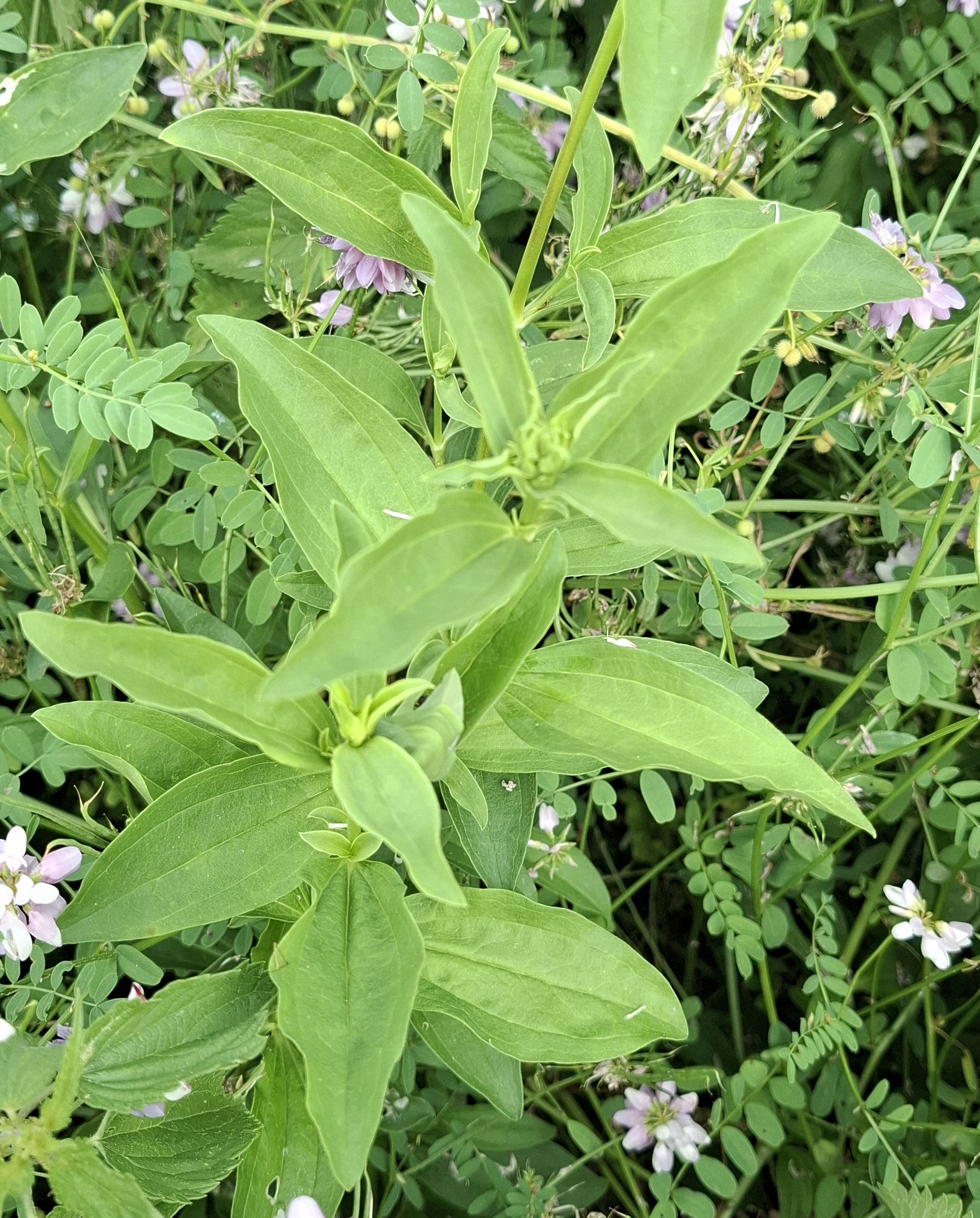 Saponaria