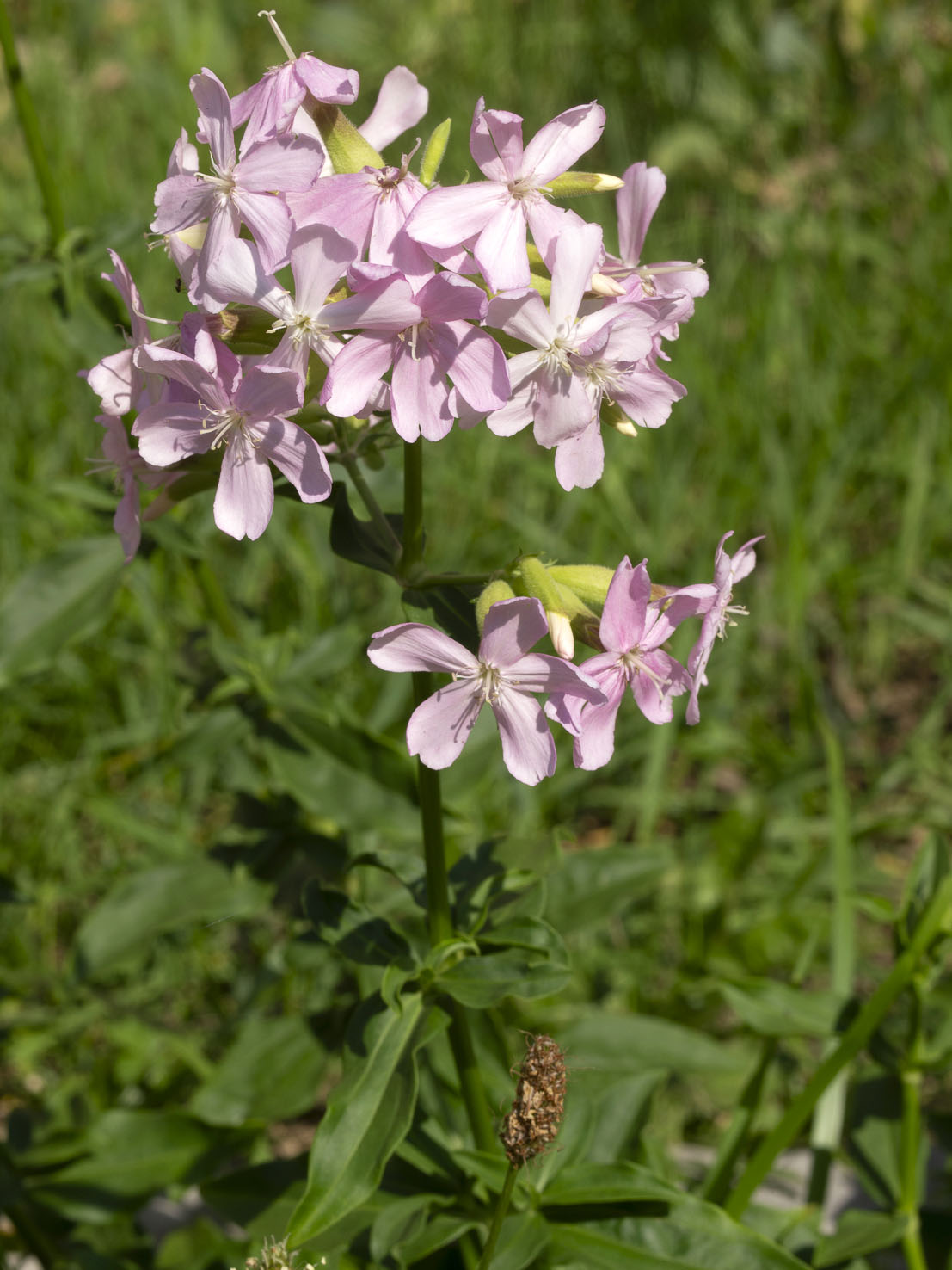 Saponaria