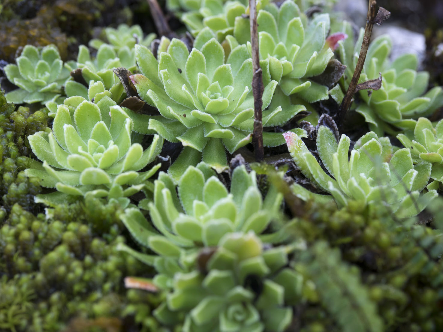 Saxifraga