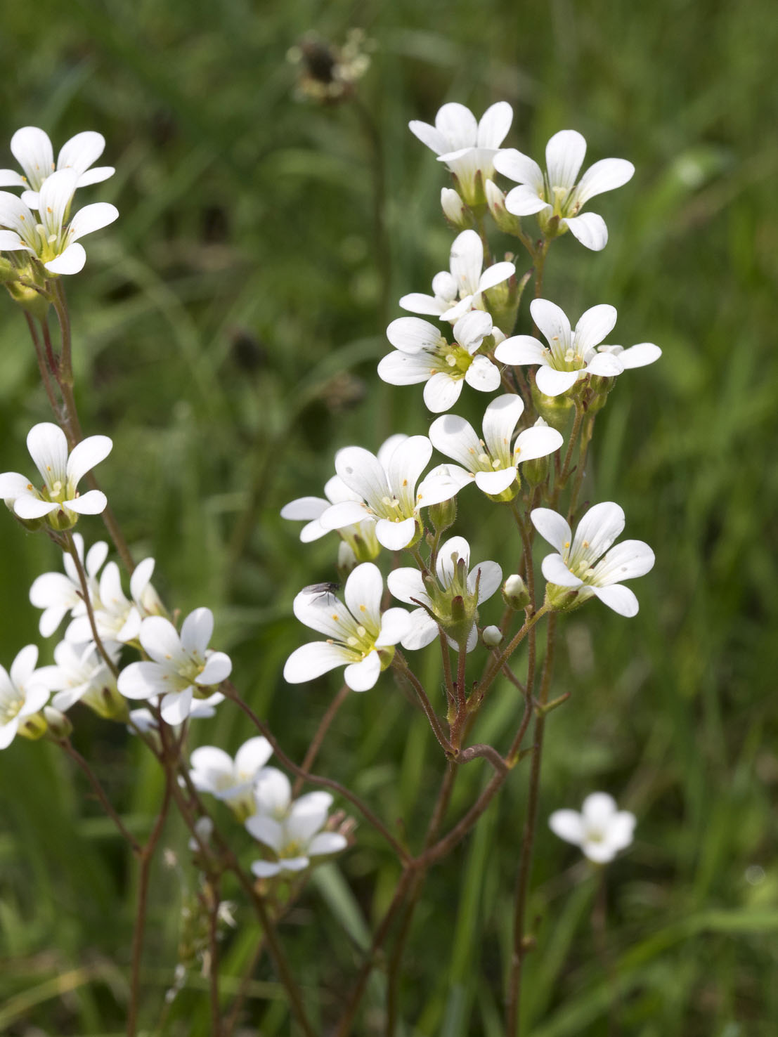 Saxifraga