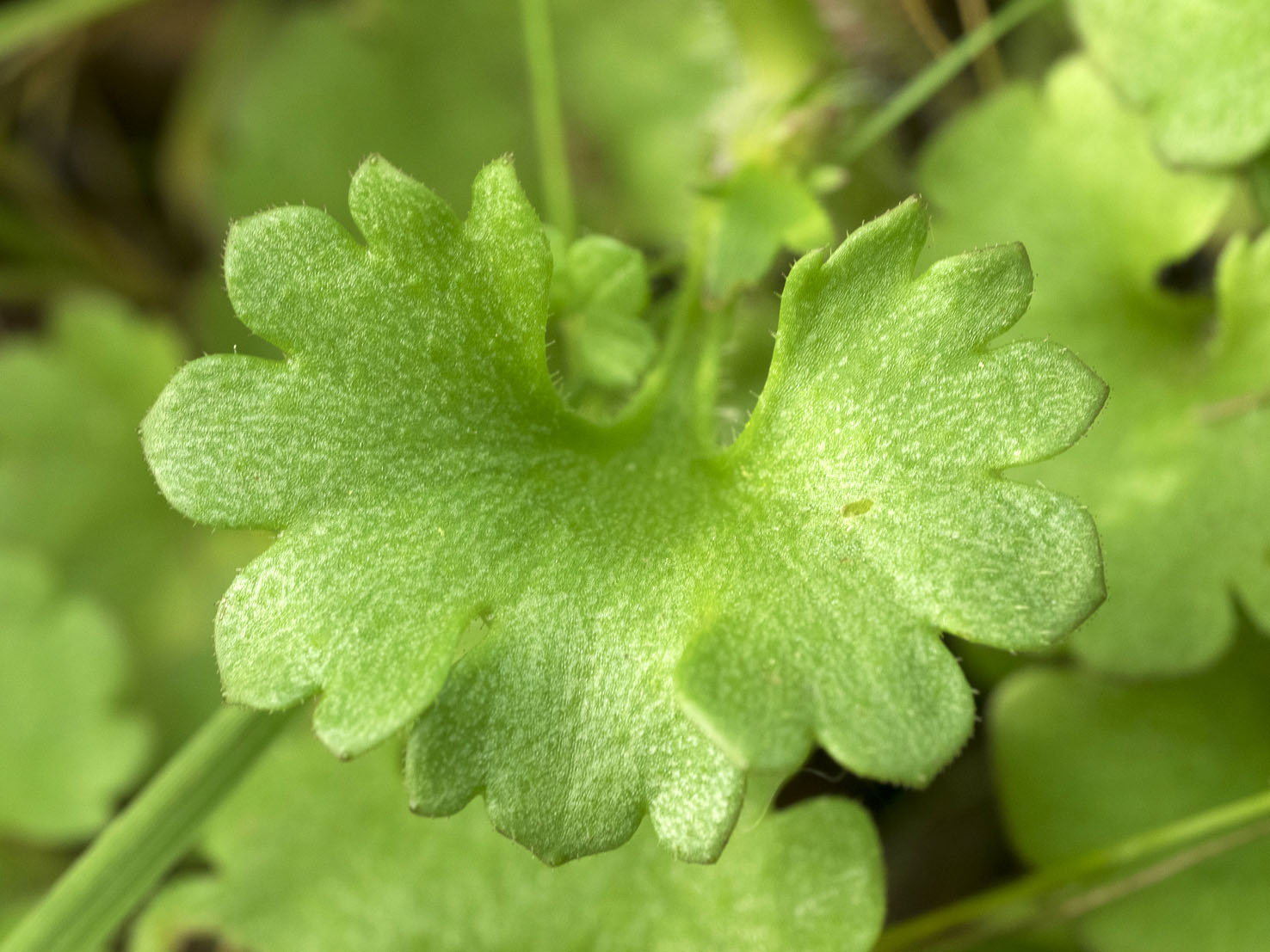 Saxifraga