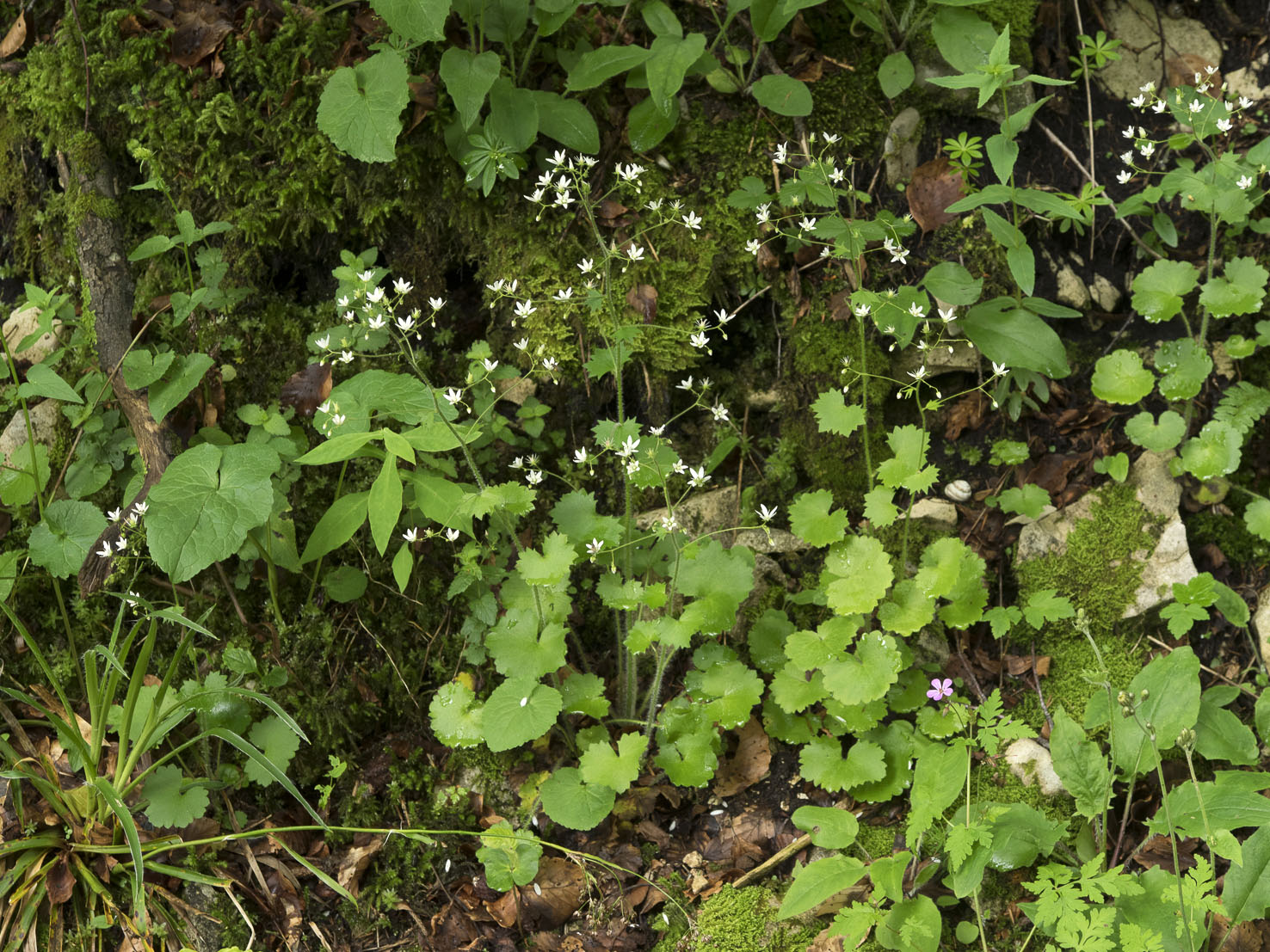 Saxifraga