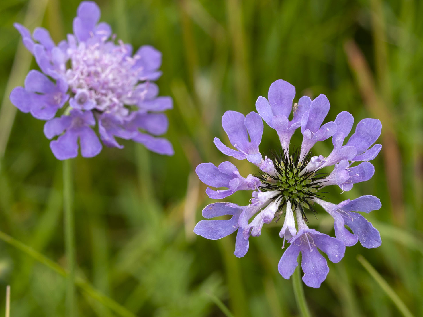 Scabiosa