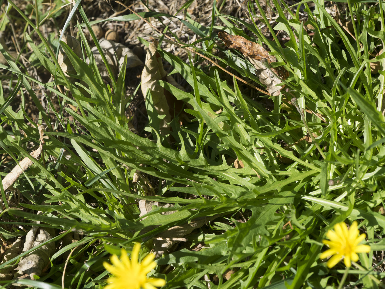 Scorzoneroides