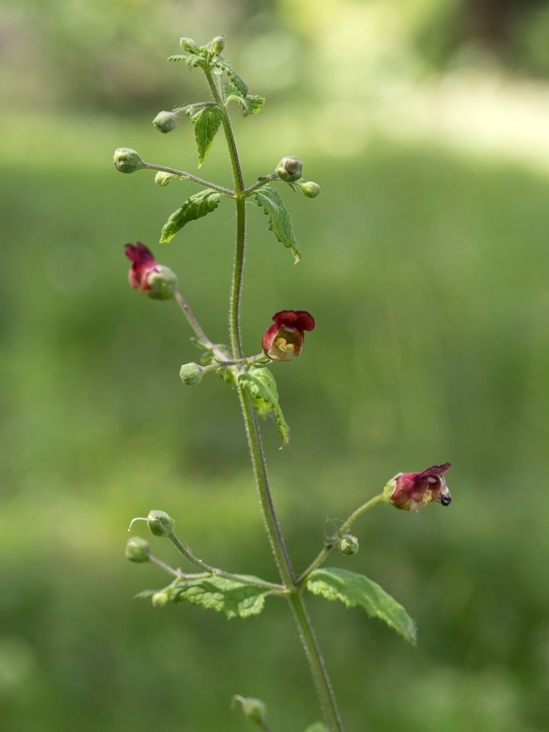 Scrophularia