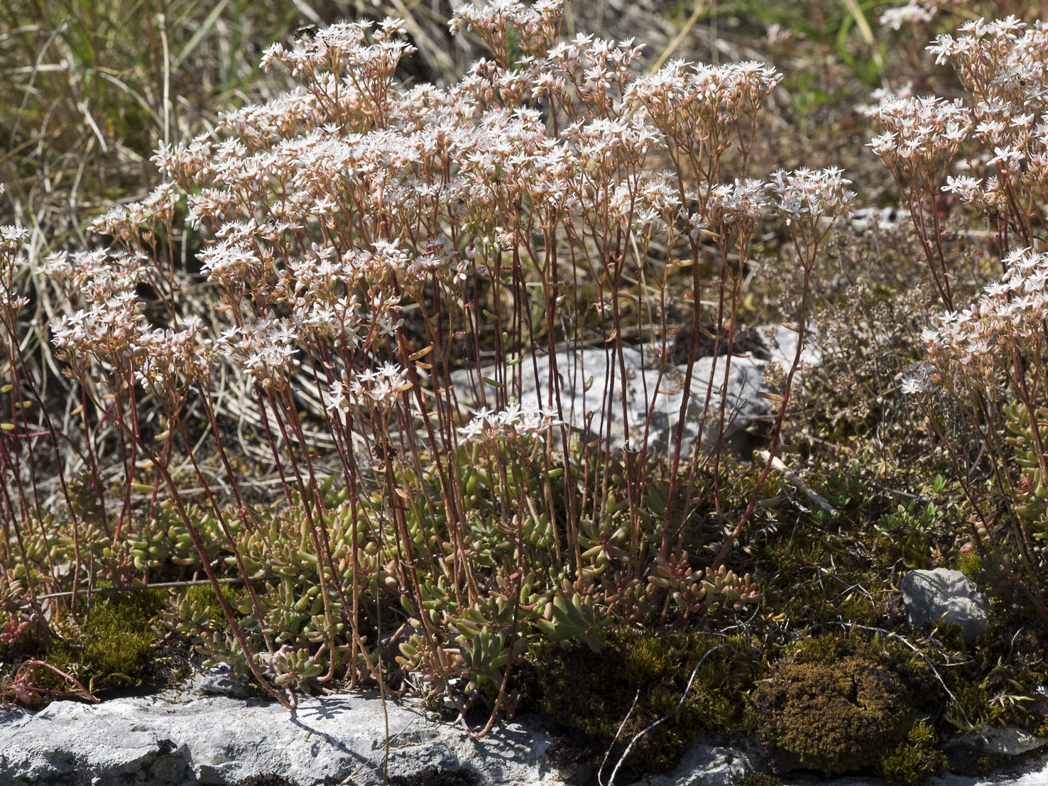 Sedum