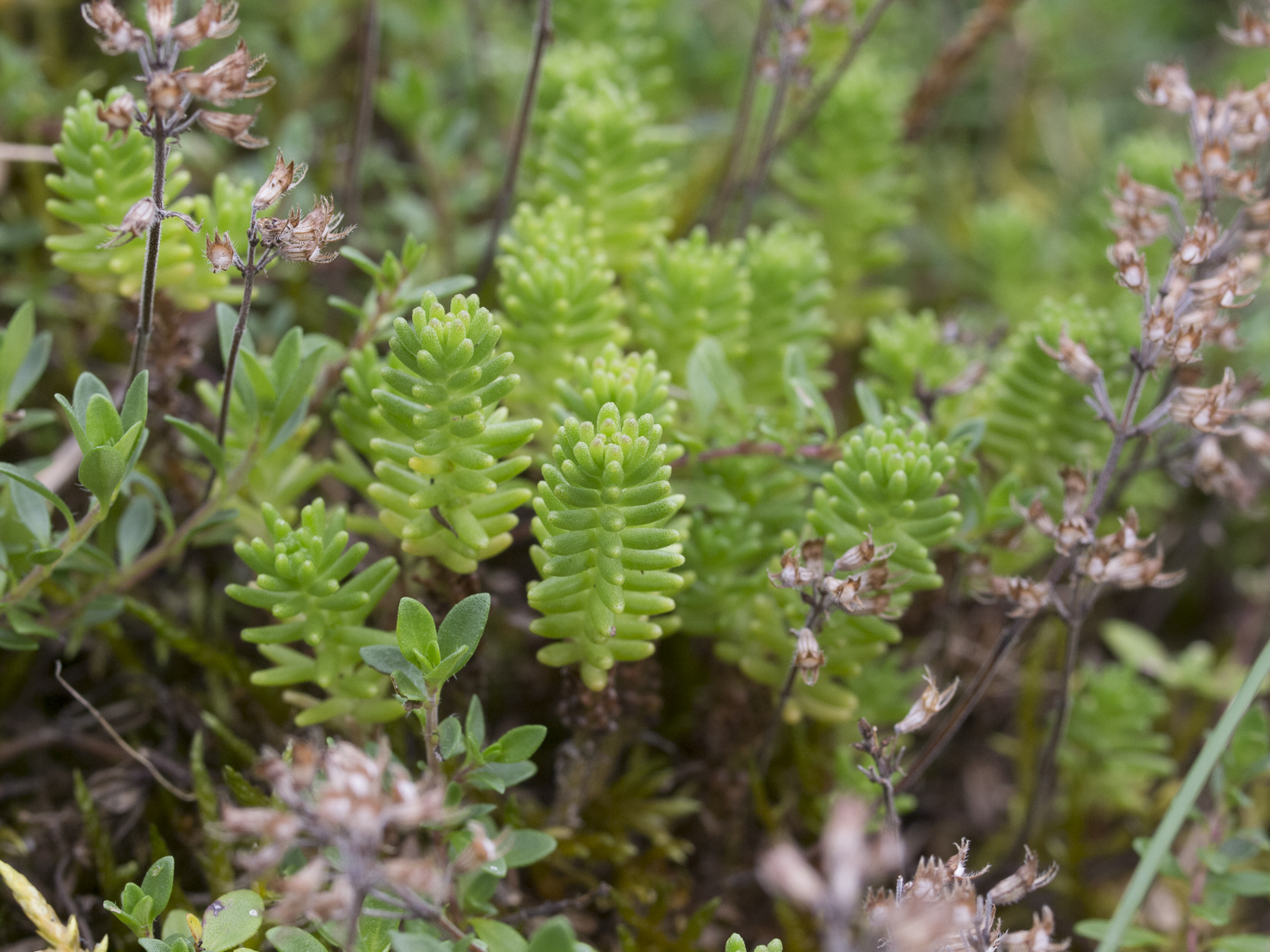 Sedum