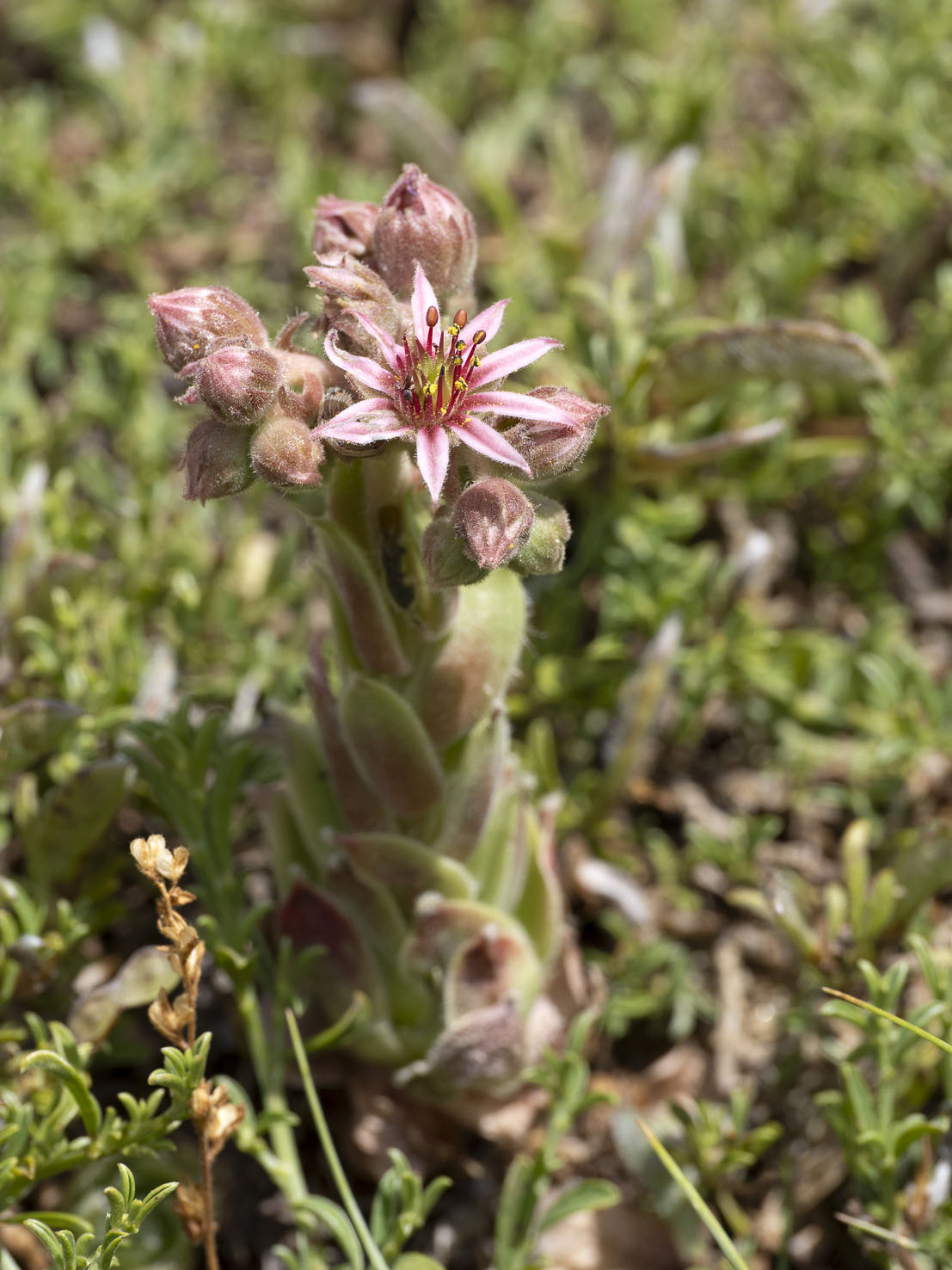 Sempervivum
